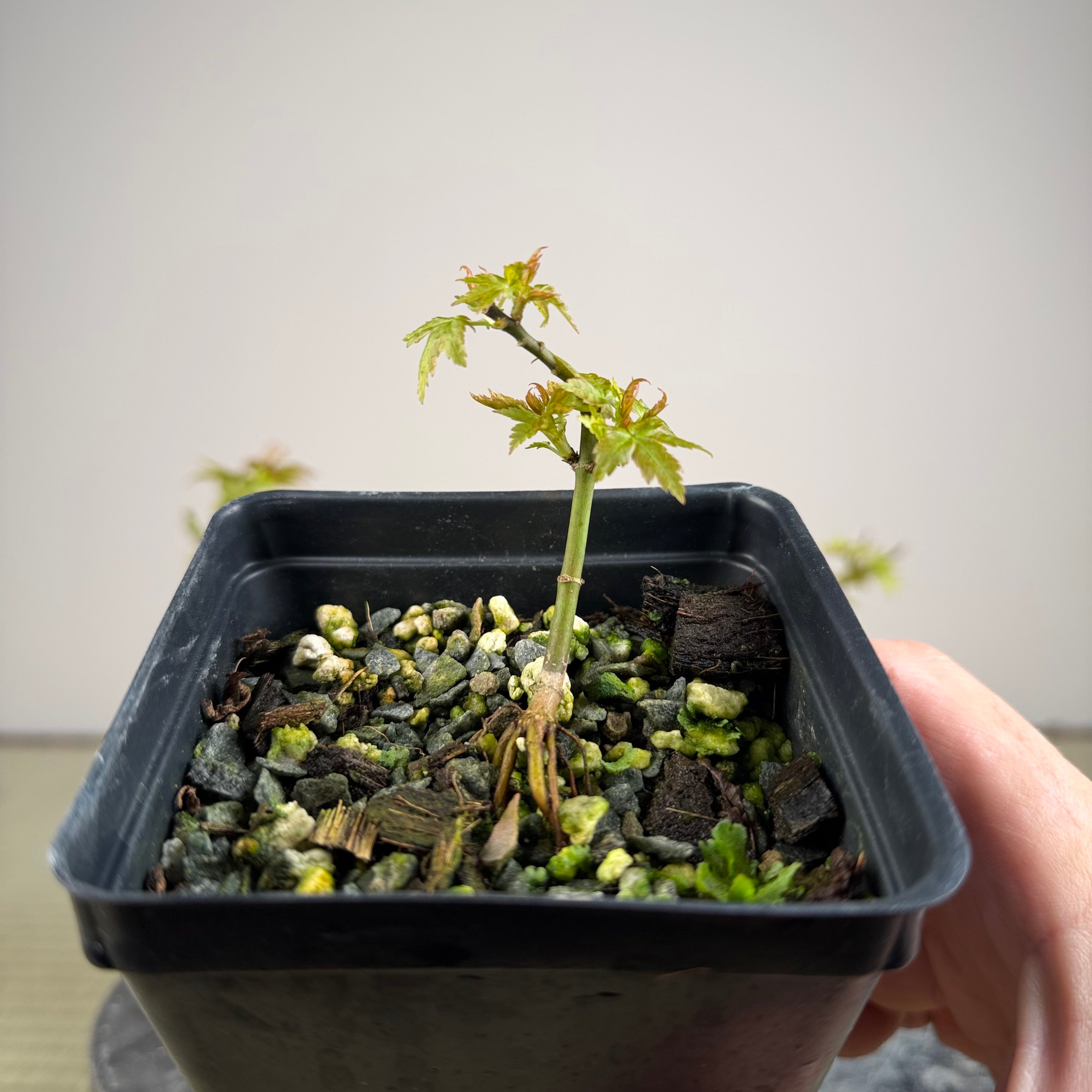 Acer palmatum 'Kotohime'