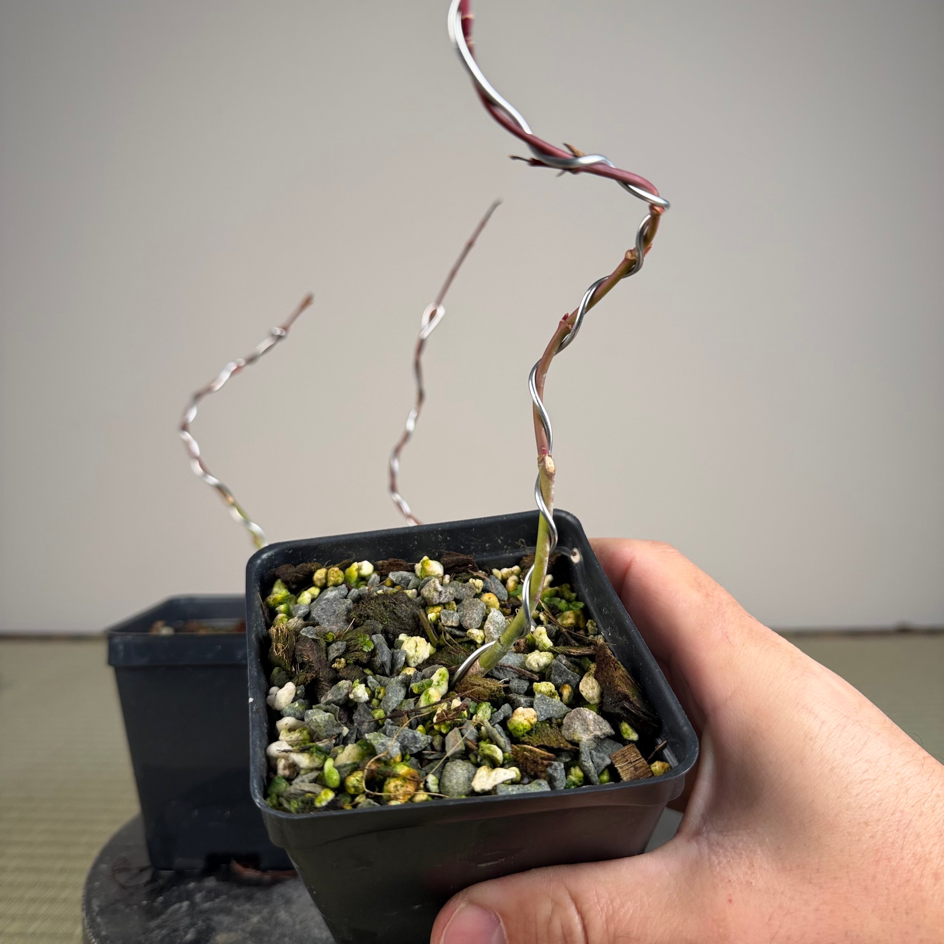 Acer palmatum 'Katsura' (wired)