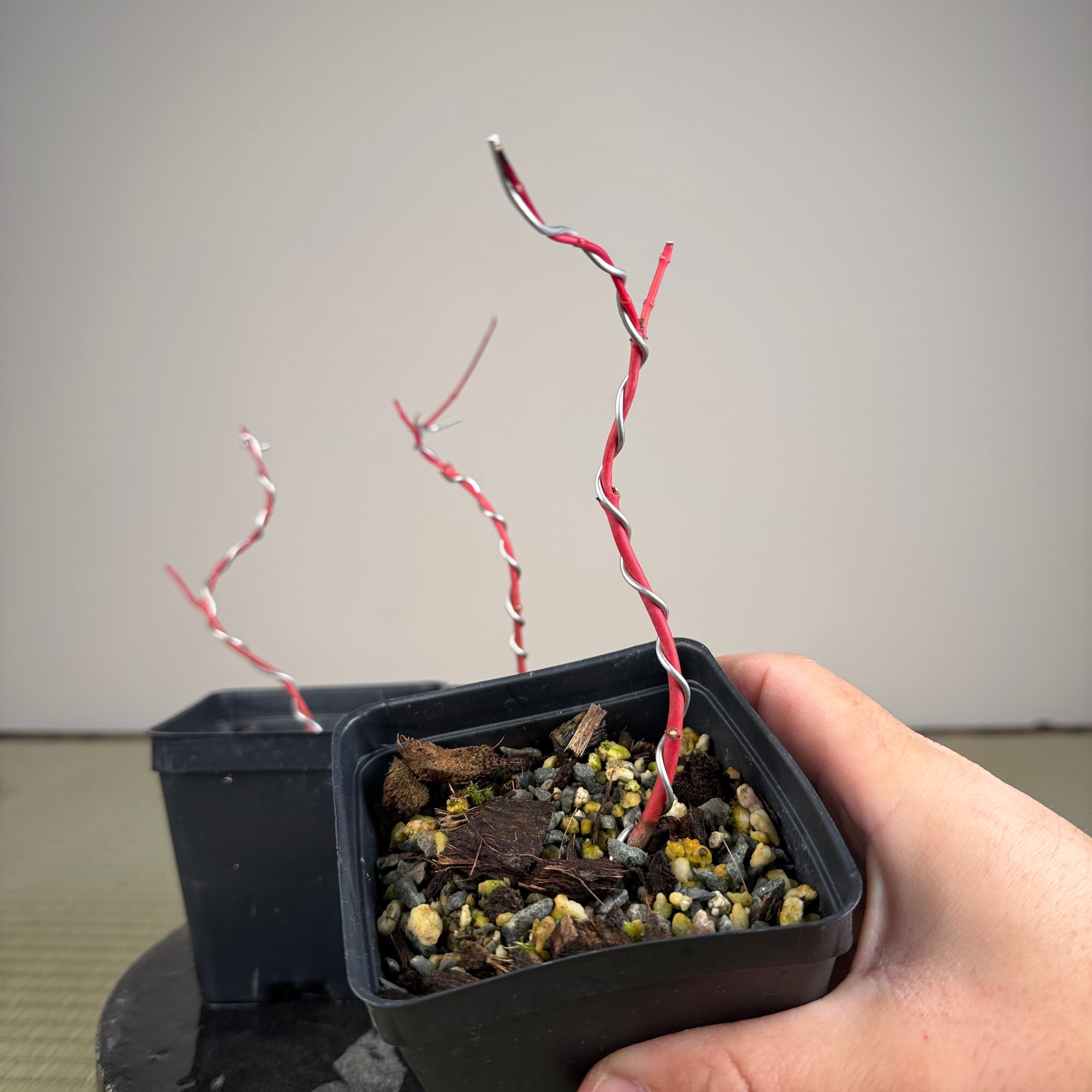 Acer palmatum 'Katsura' (taille réduite)