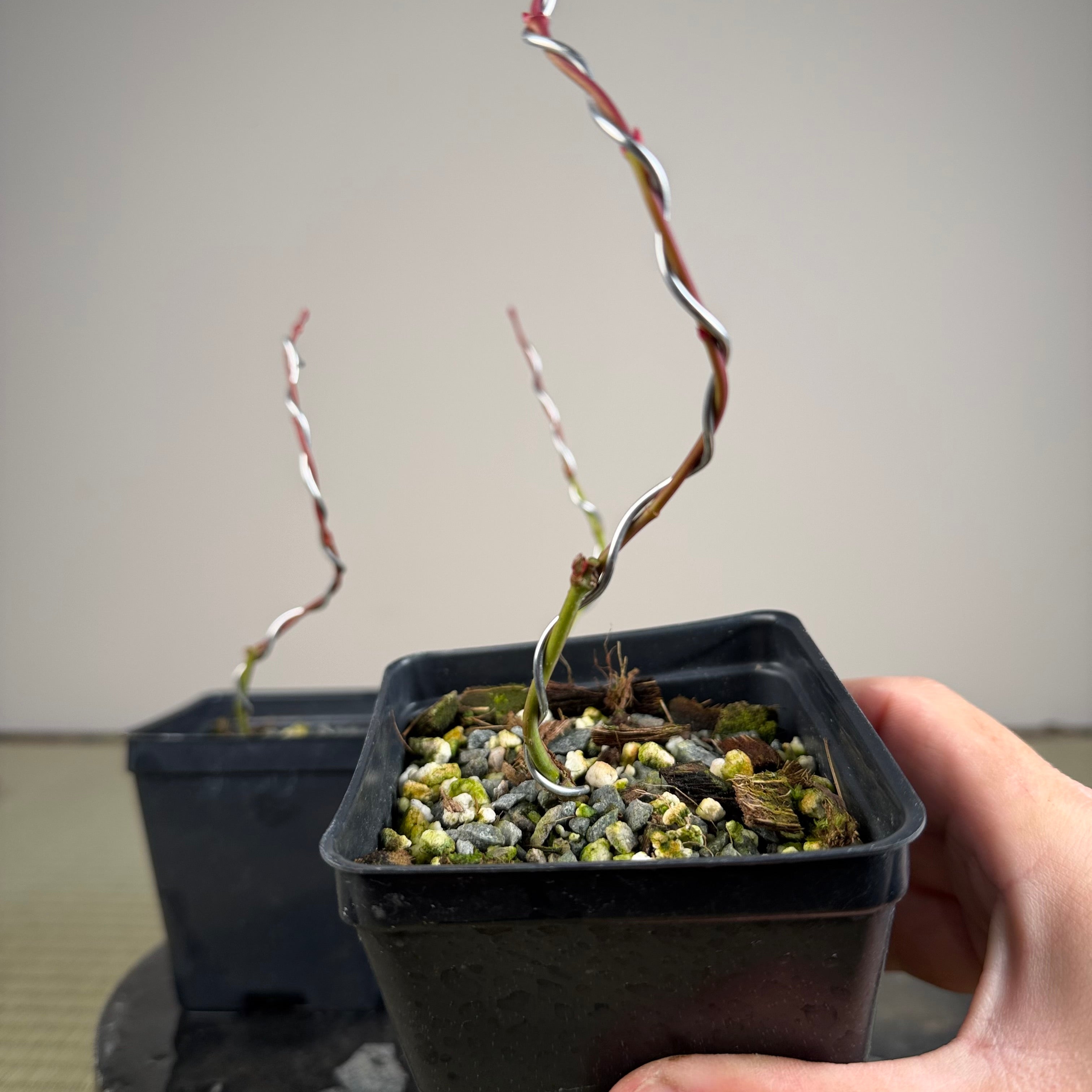 Acer palmatum 'Johnny's Pink' (wired)