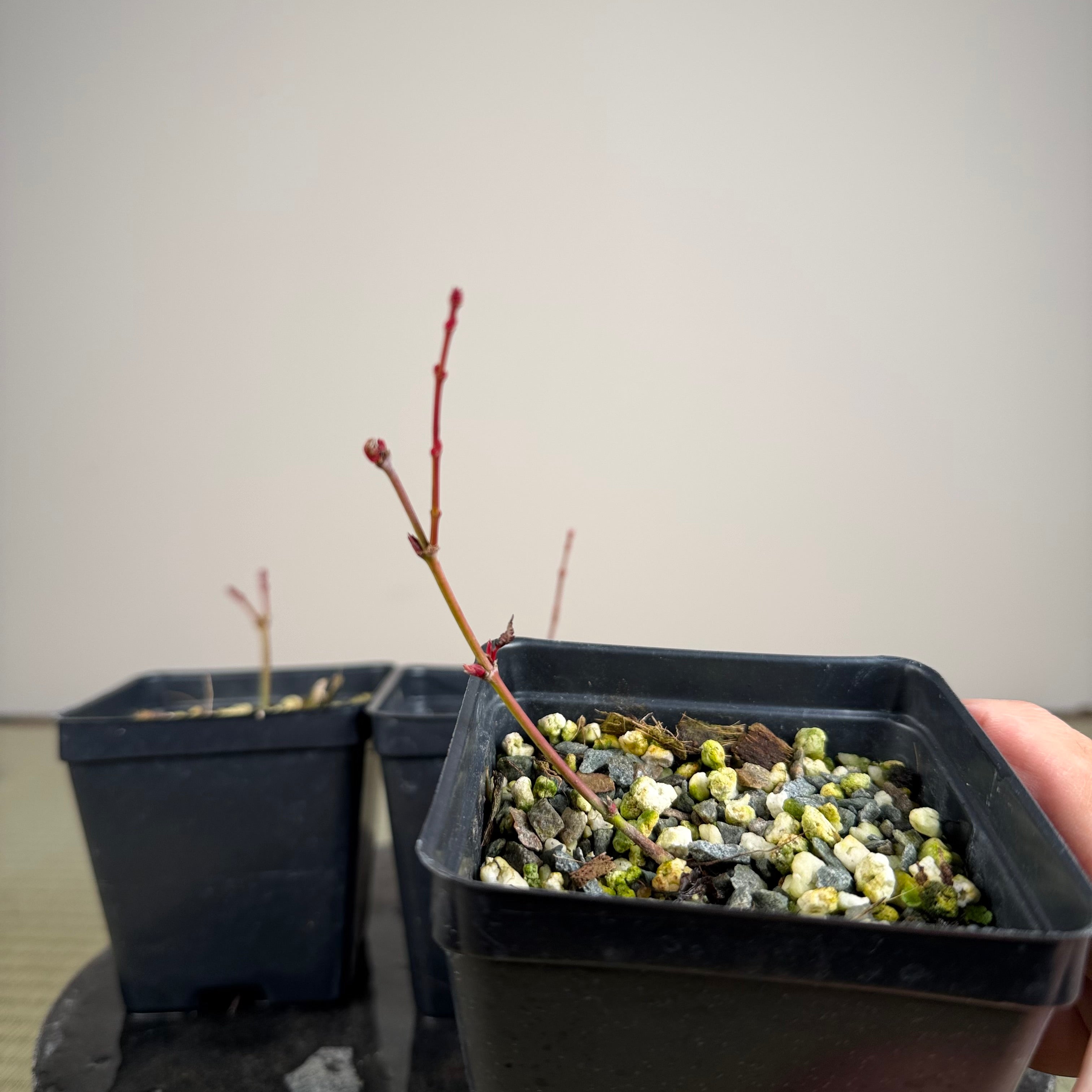 Acer palmatum 'Johnny's Pink'