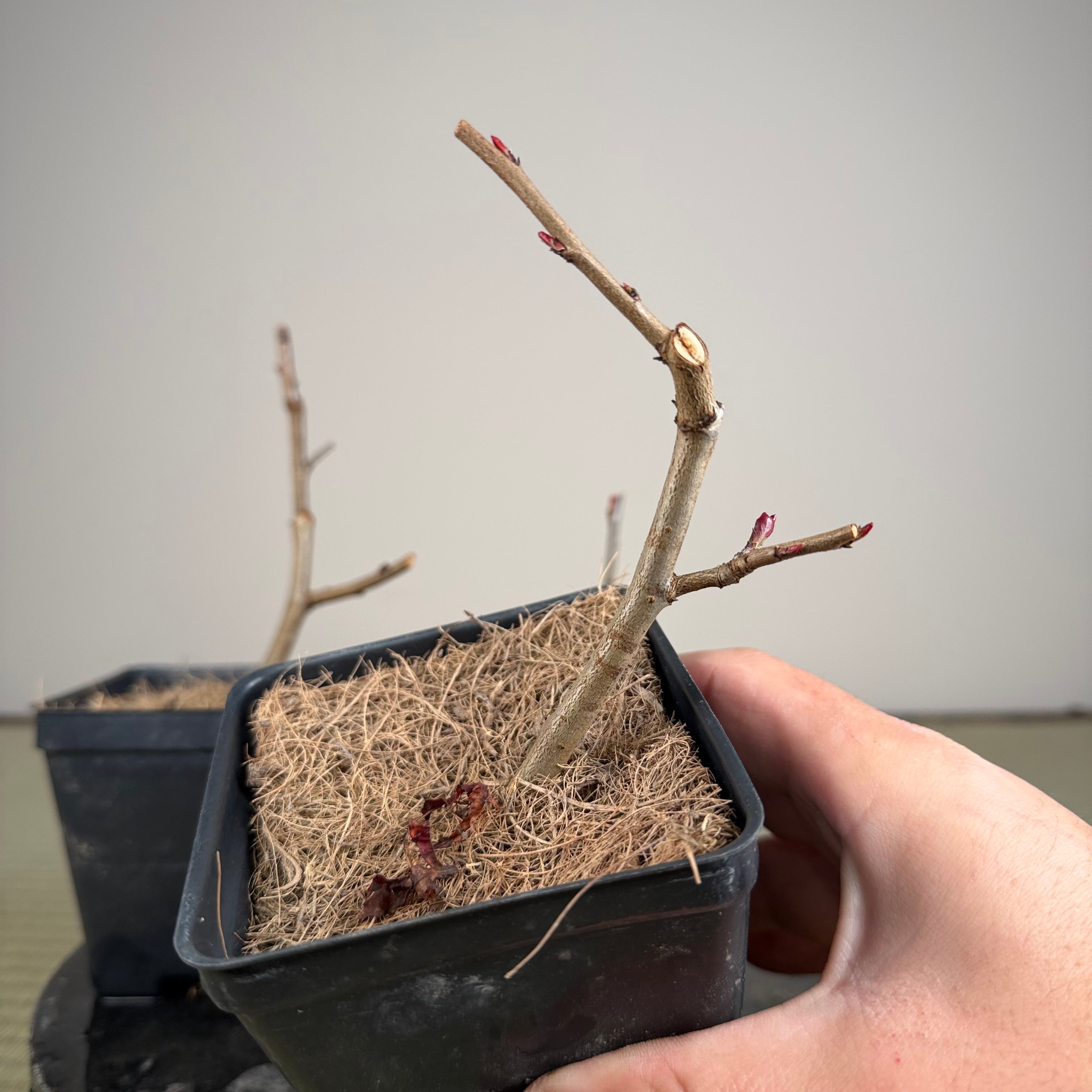 Malus hupehensis