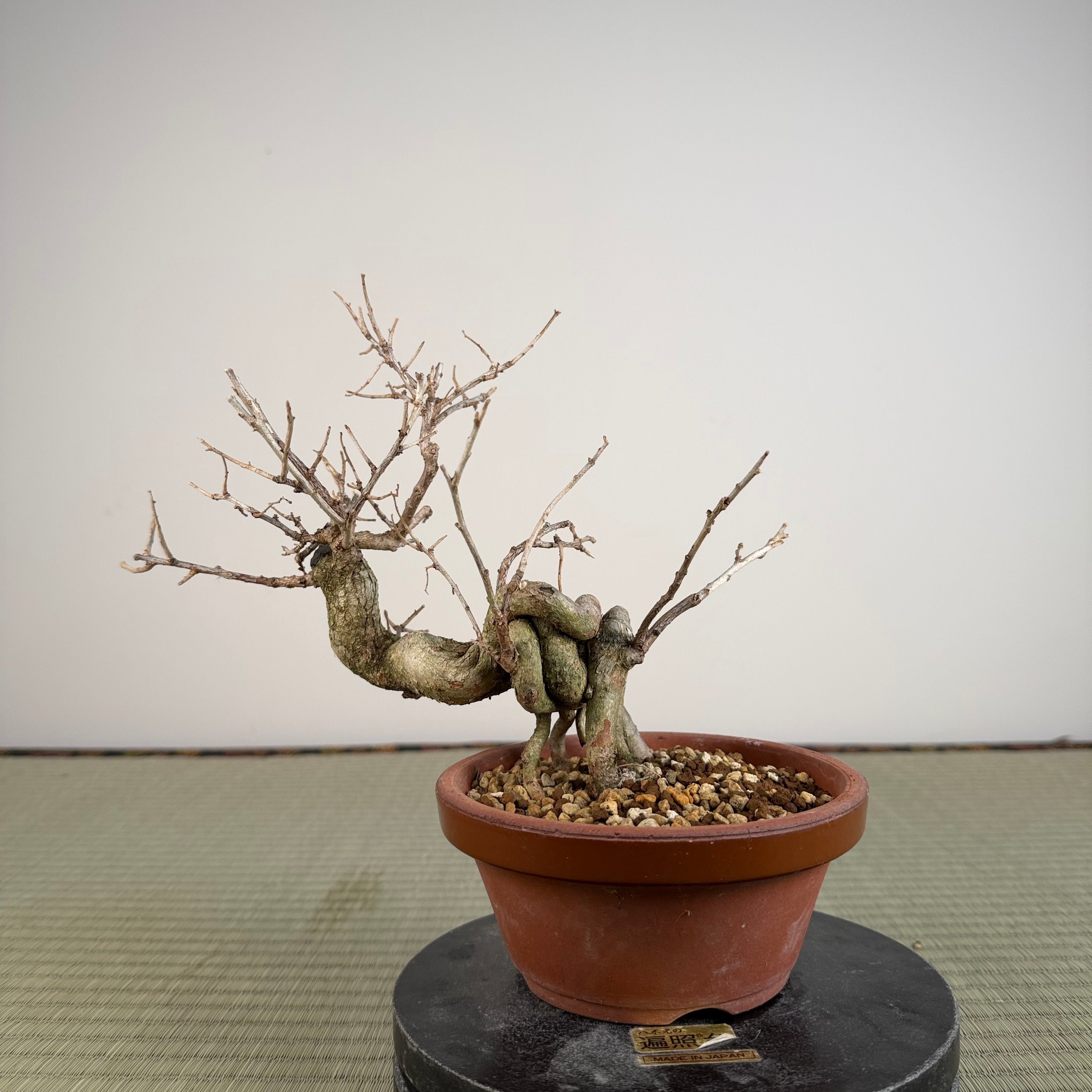 Symplocos sawafutagi