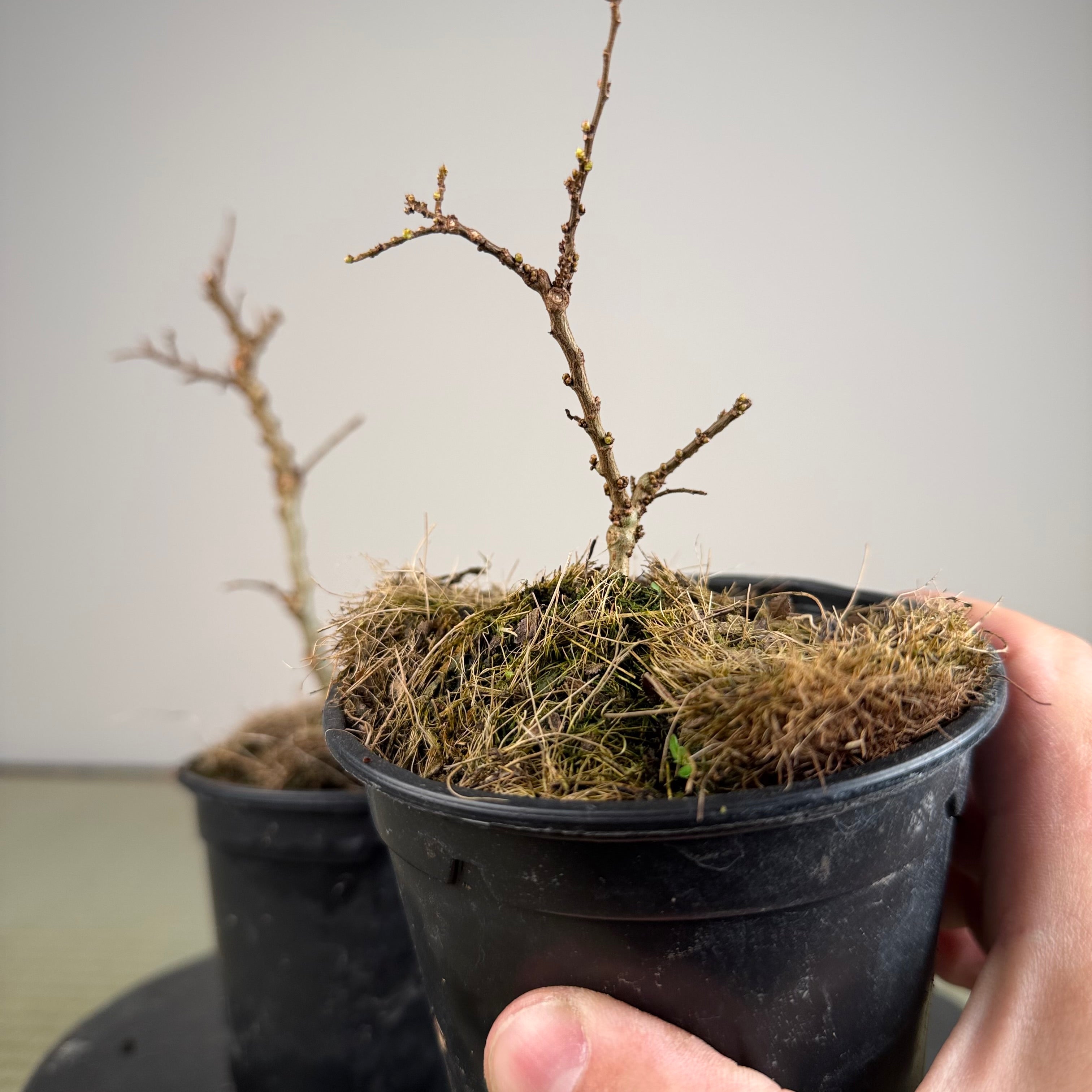 Chinese Elm 'Seiju