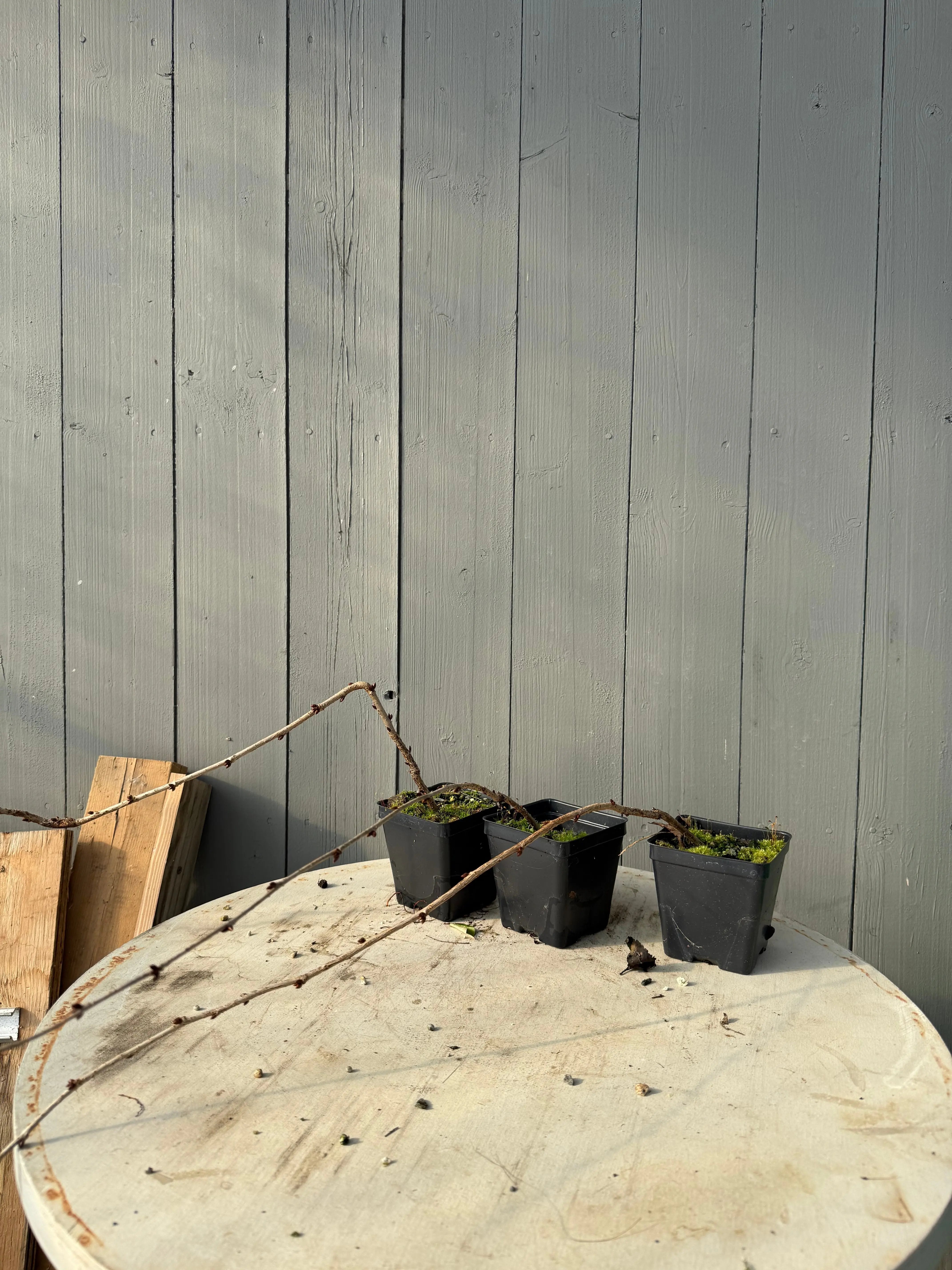 Prunus 'Snow Fountains' Canada Bonsai