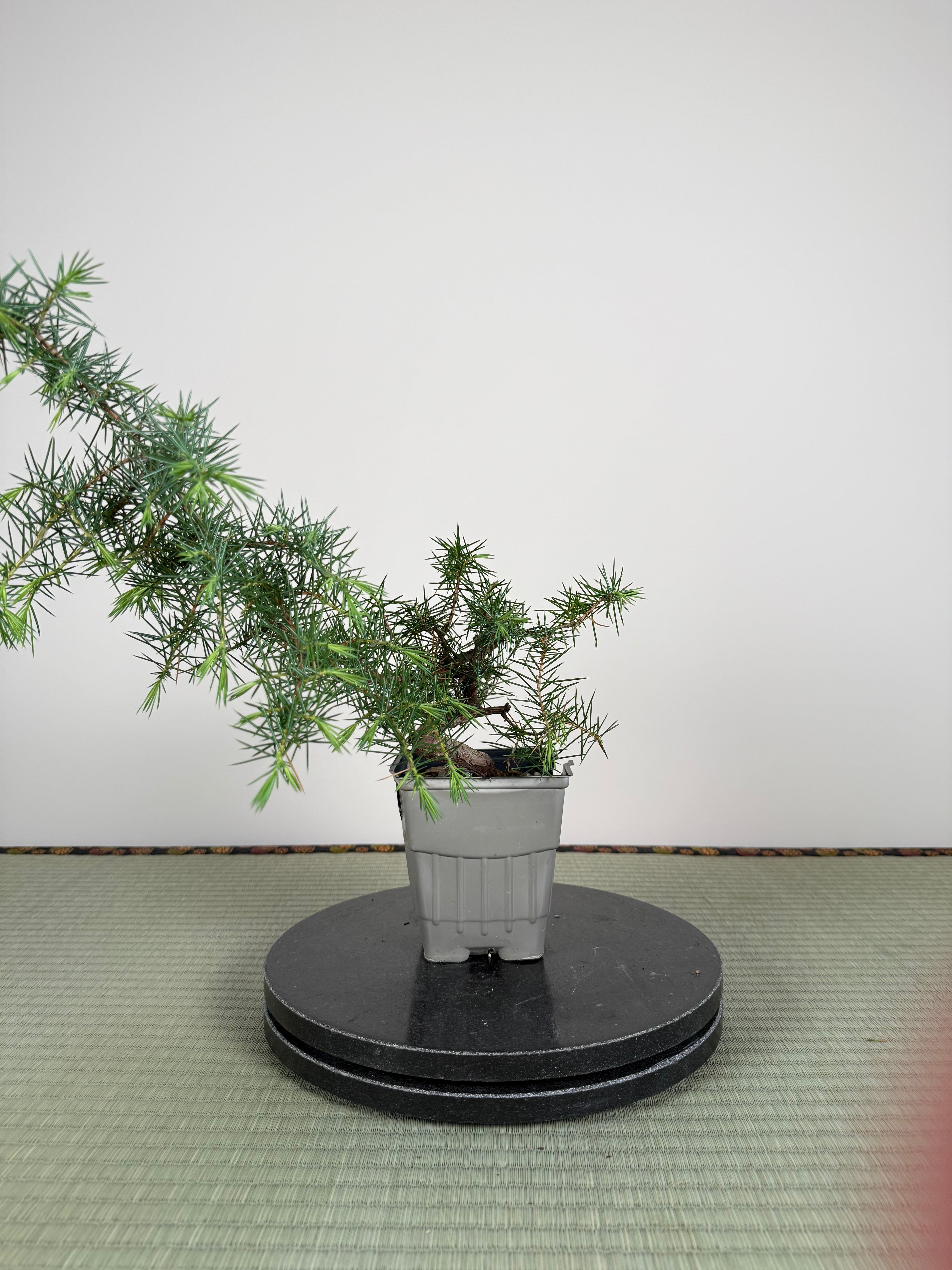 Juniperus rigida