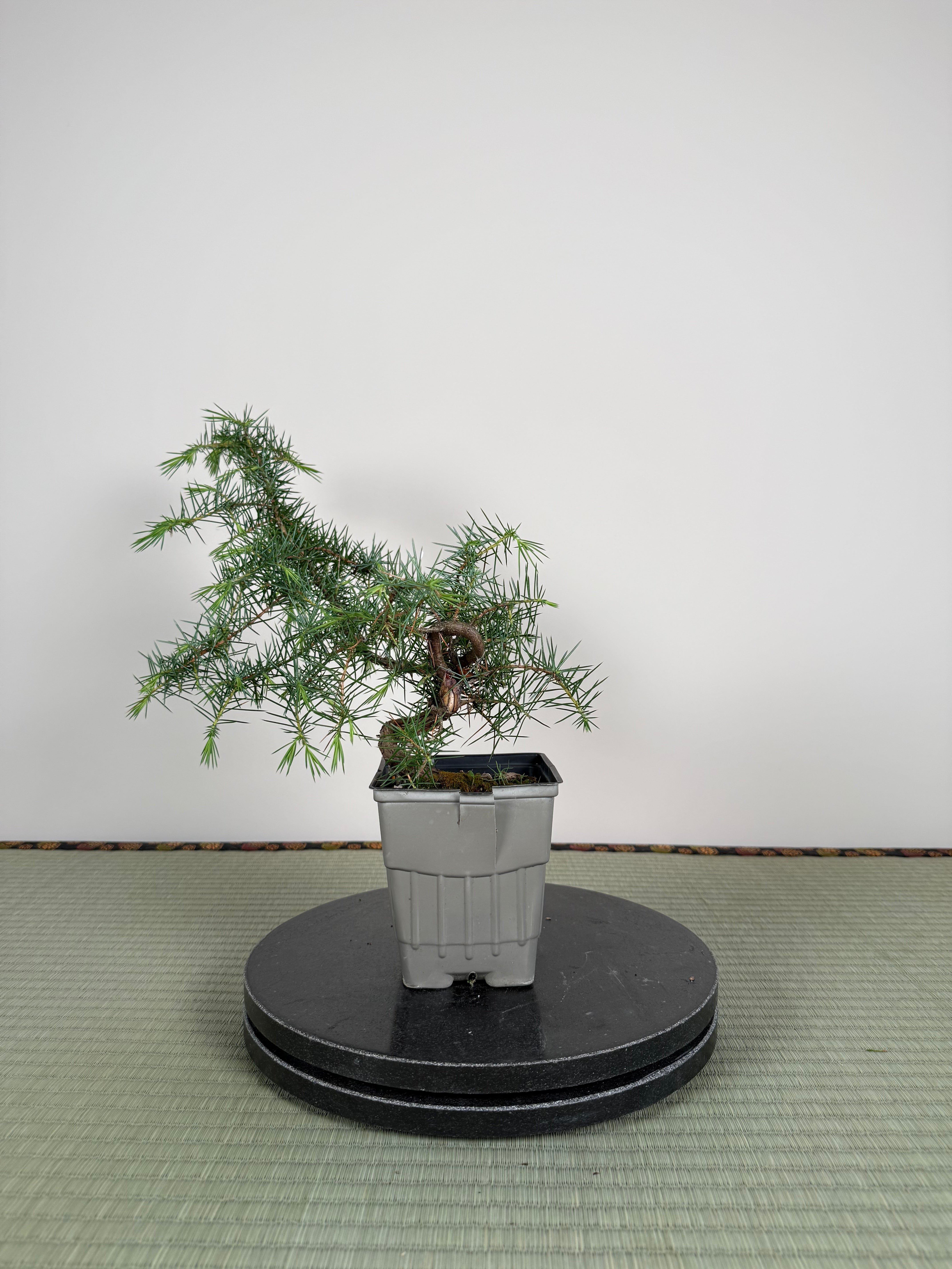Juniperus rigida