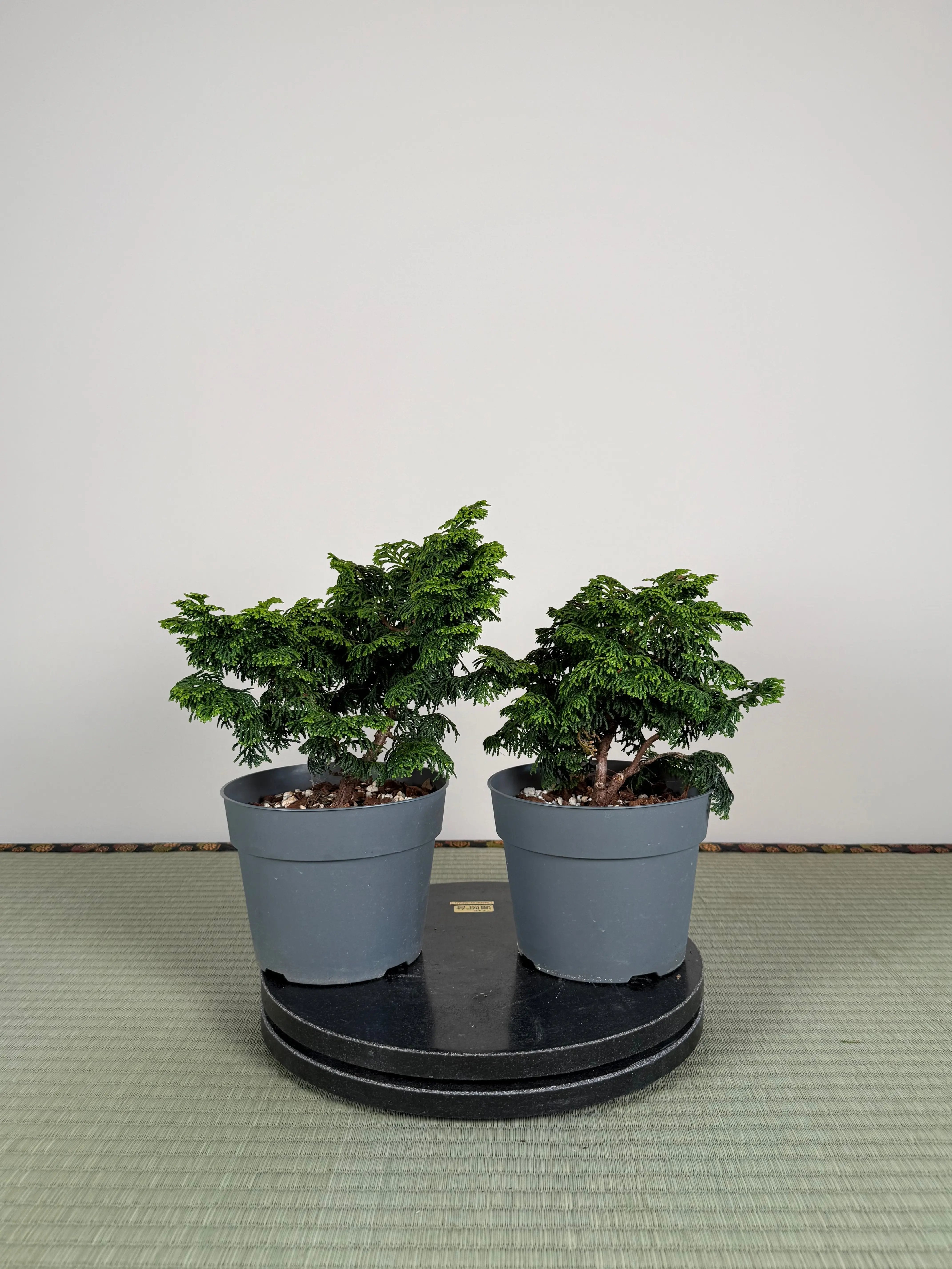 Chamaecyparis obtusa 'nana' Canada Bonsai