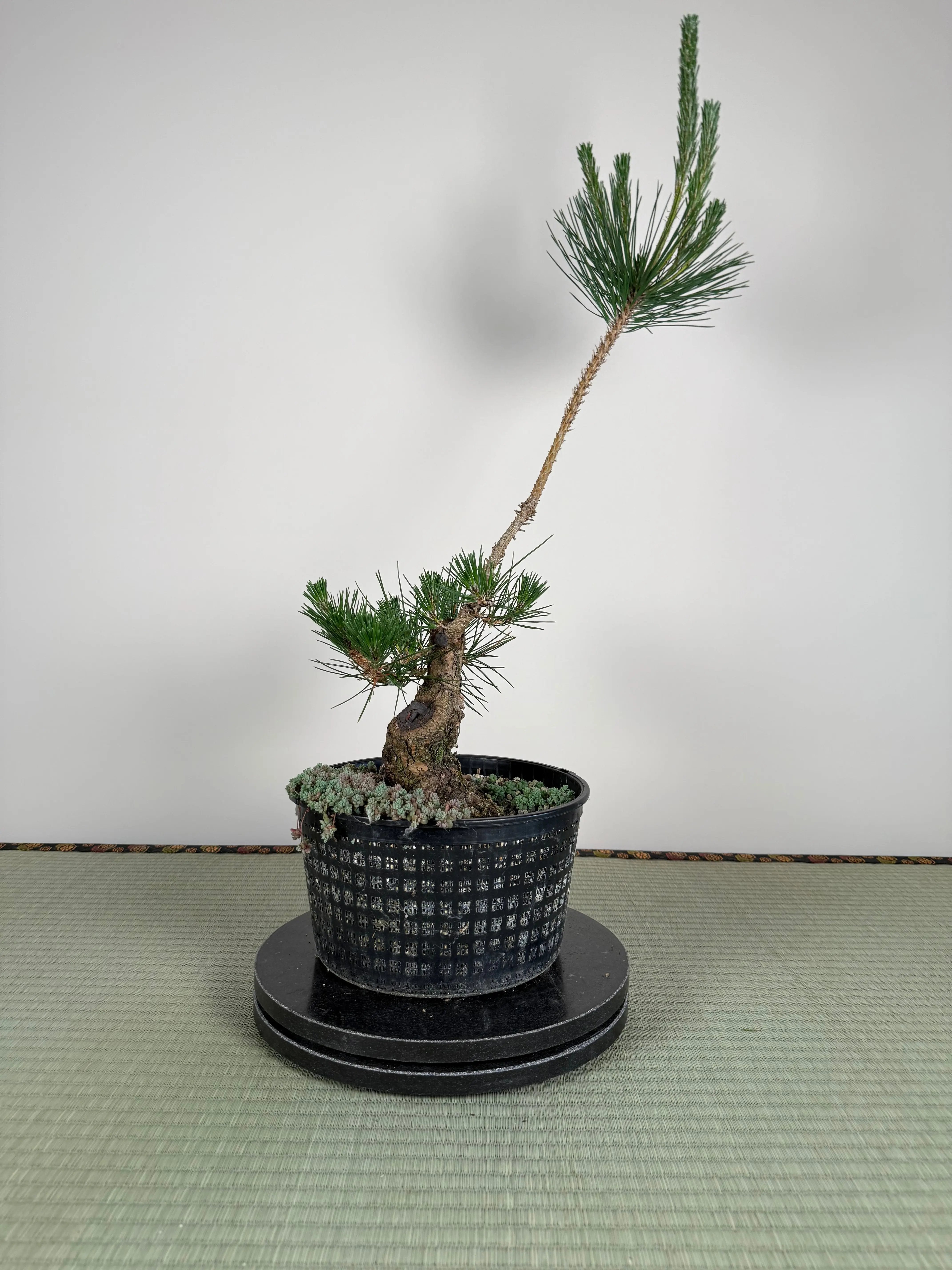 Pinus thunbergii Canada Bonsai