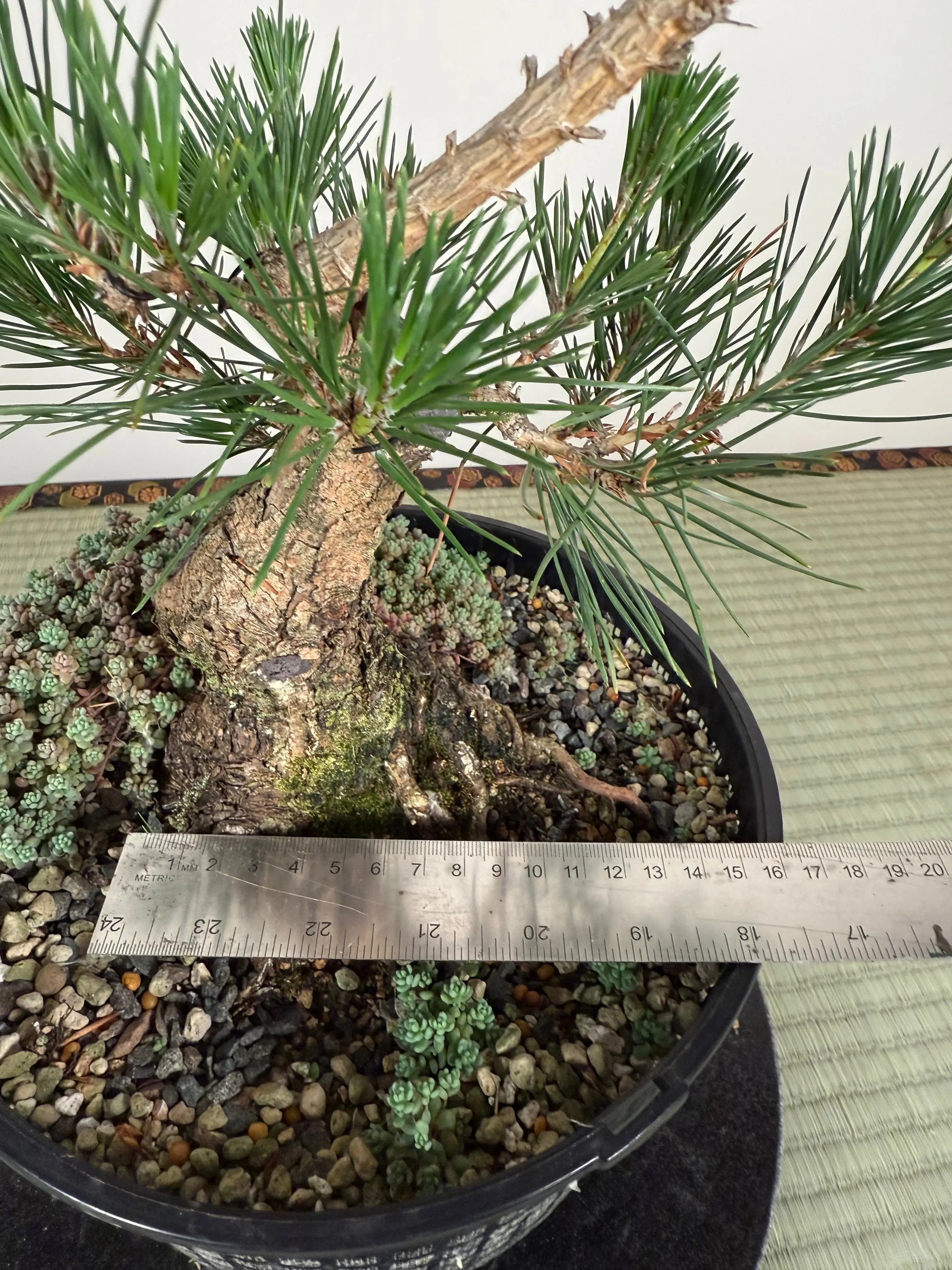 Pinus thunbergii Canada Bonsai
