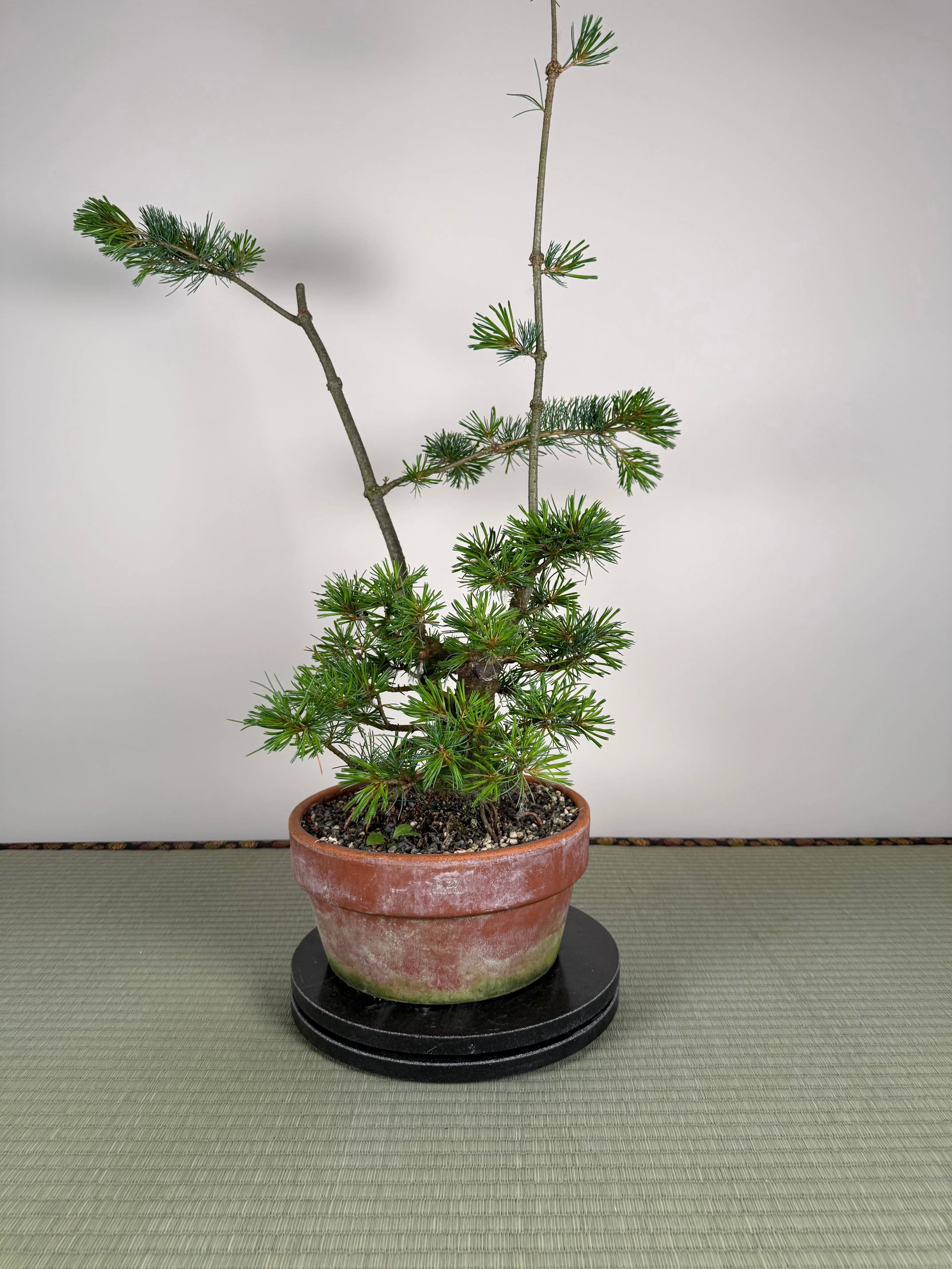 Pinus parviflora Canada Bonsai