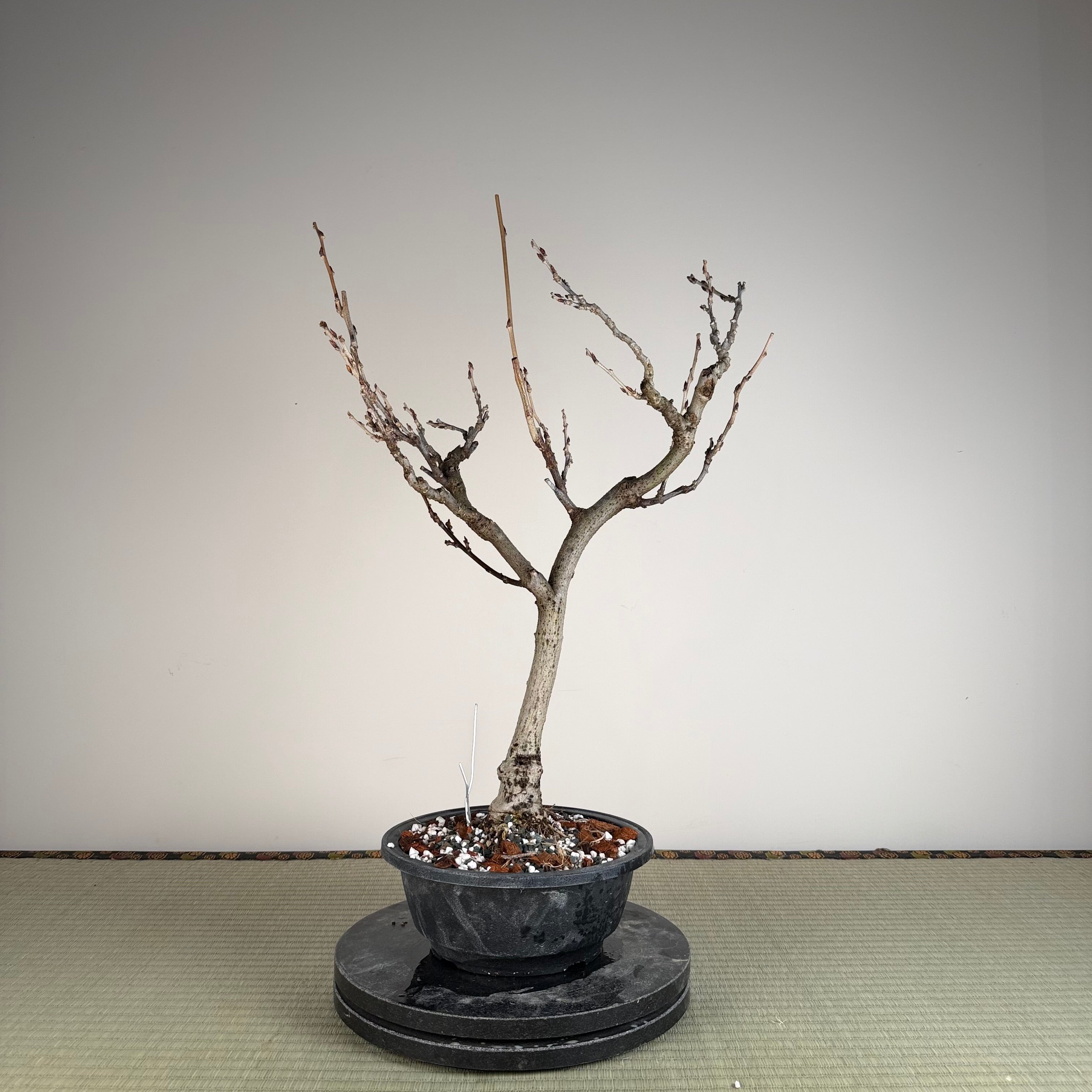 Wisteria floribunda (white)