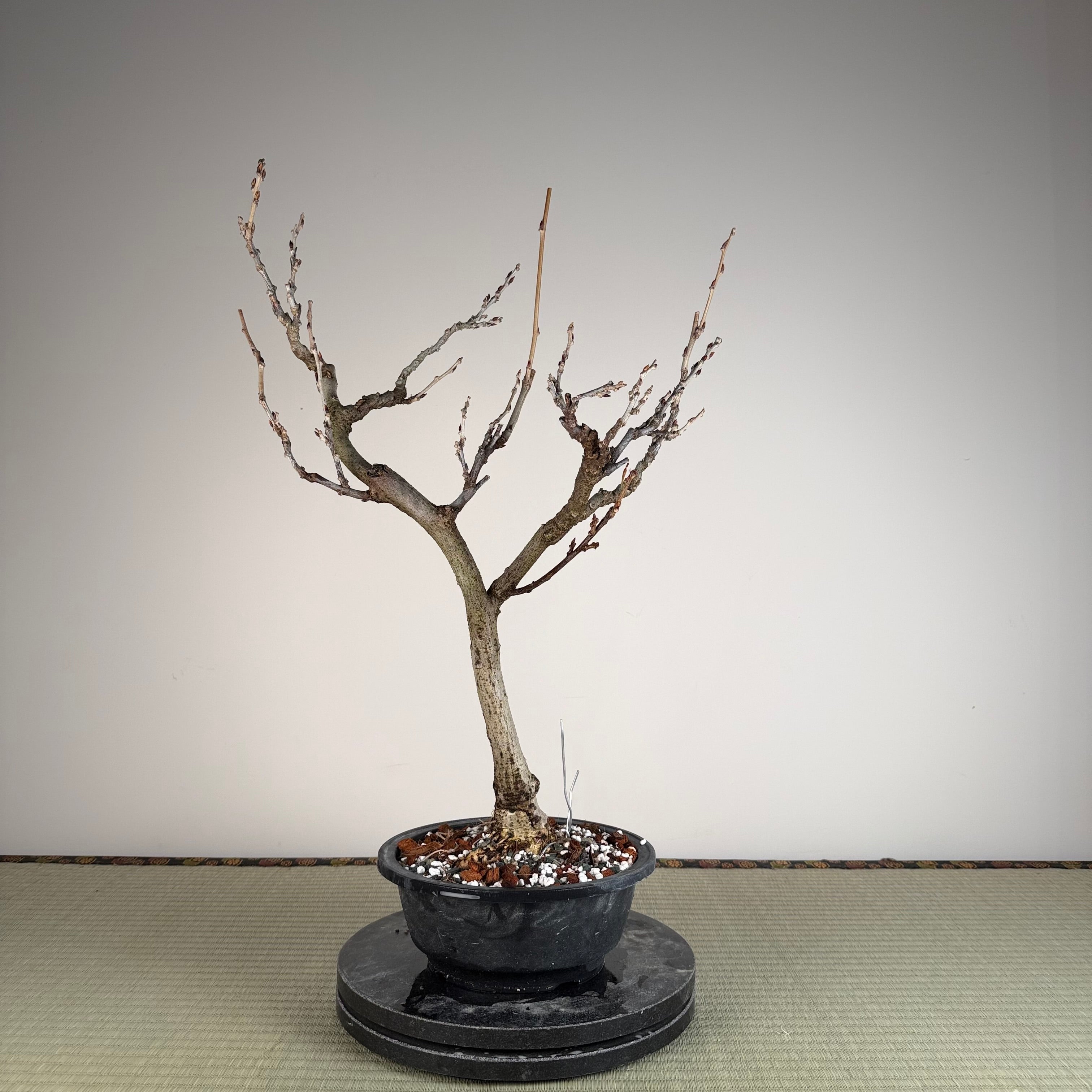 Wisteria floribunda (white)