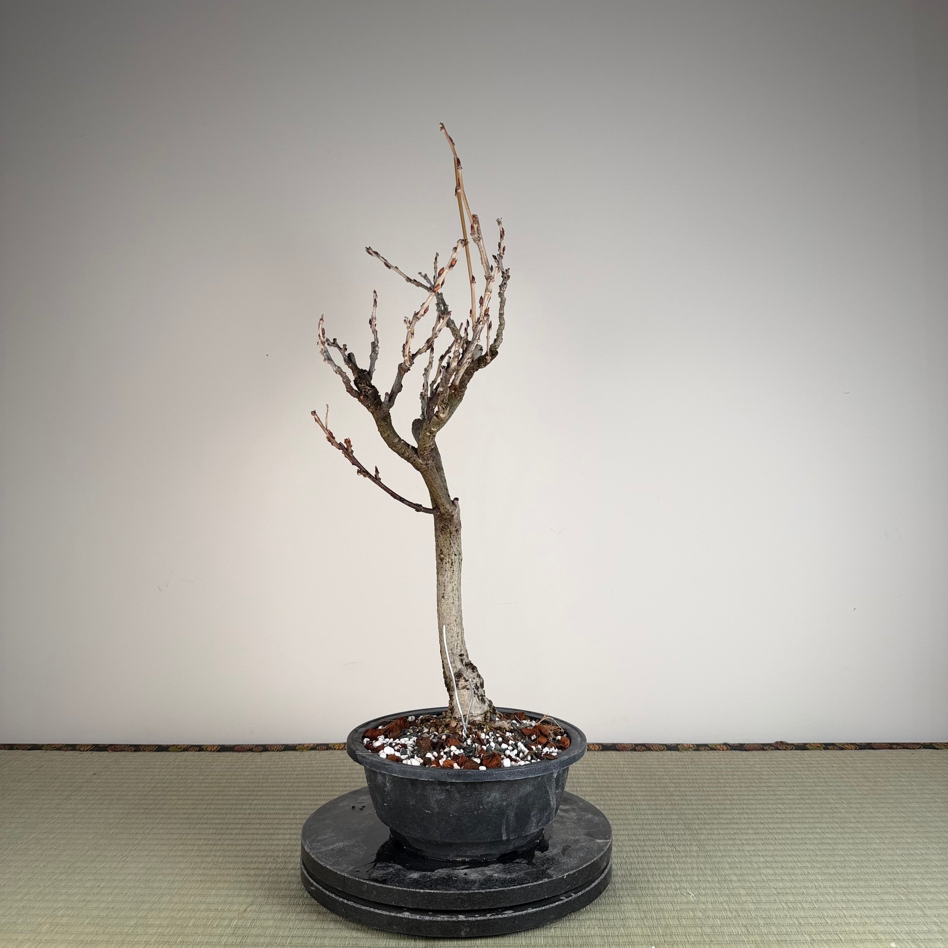 Wisteria floribunda (white)