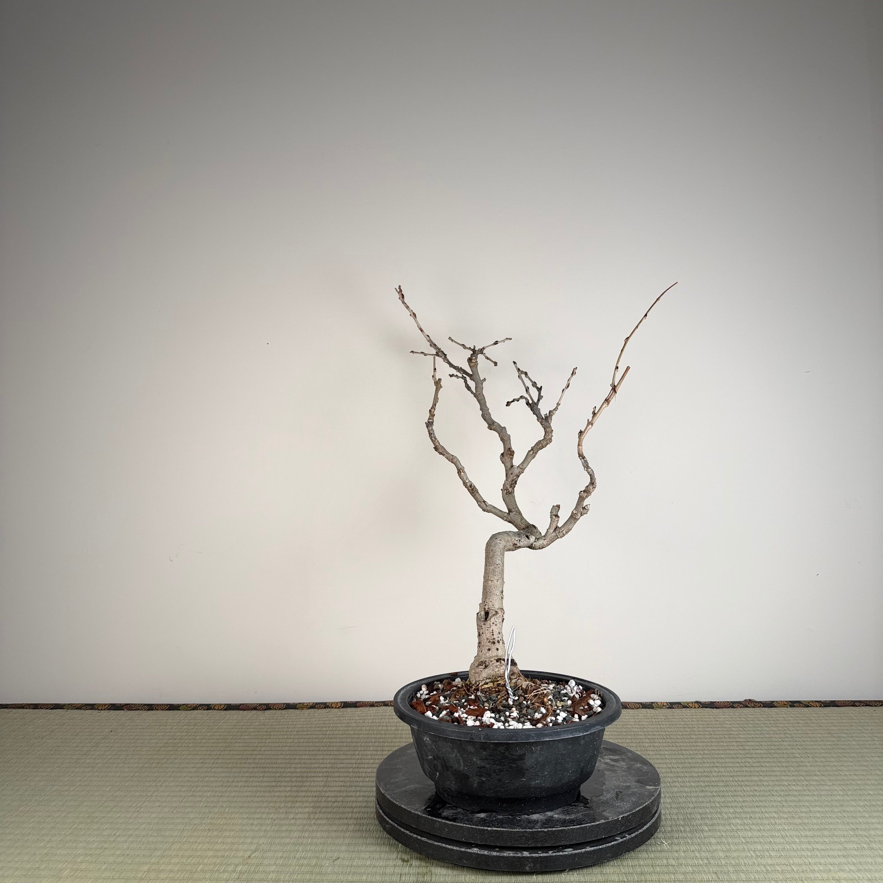 Wisteria floribunda (white)