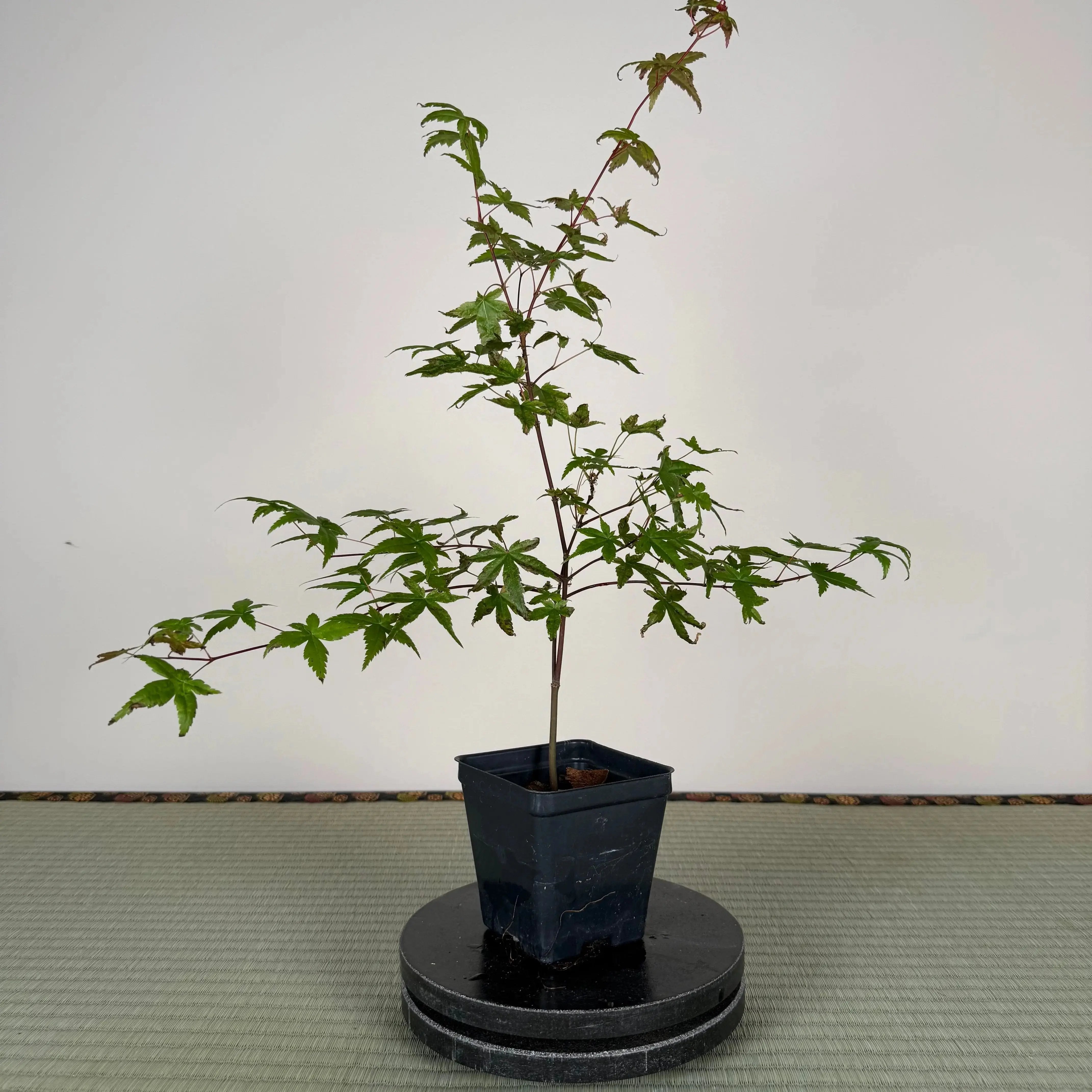 Base Kit with Outdoor Bonsai Canada Bonsai