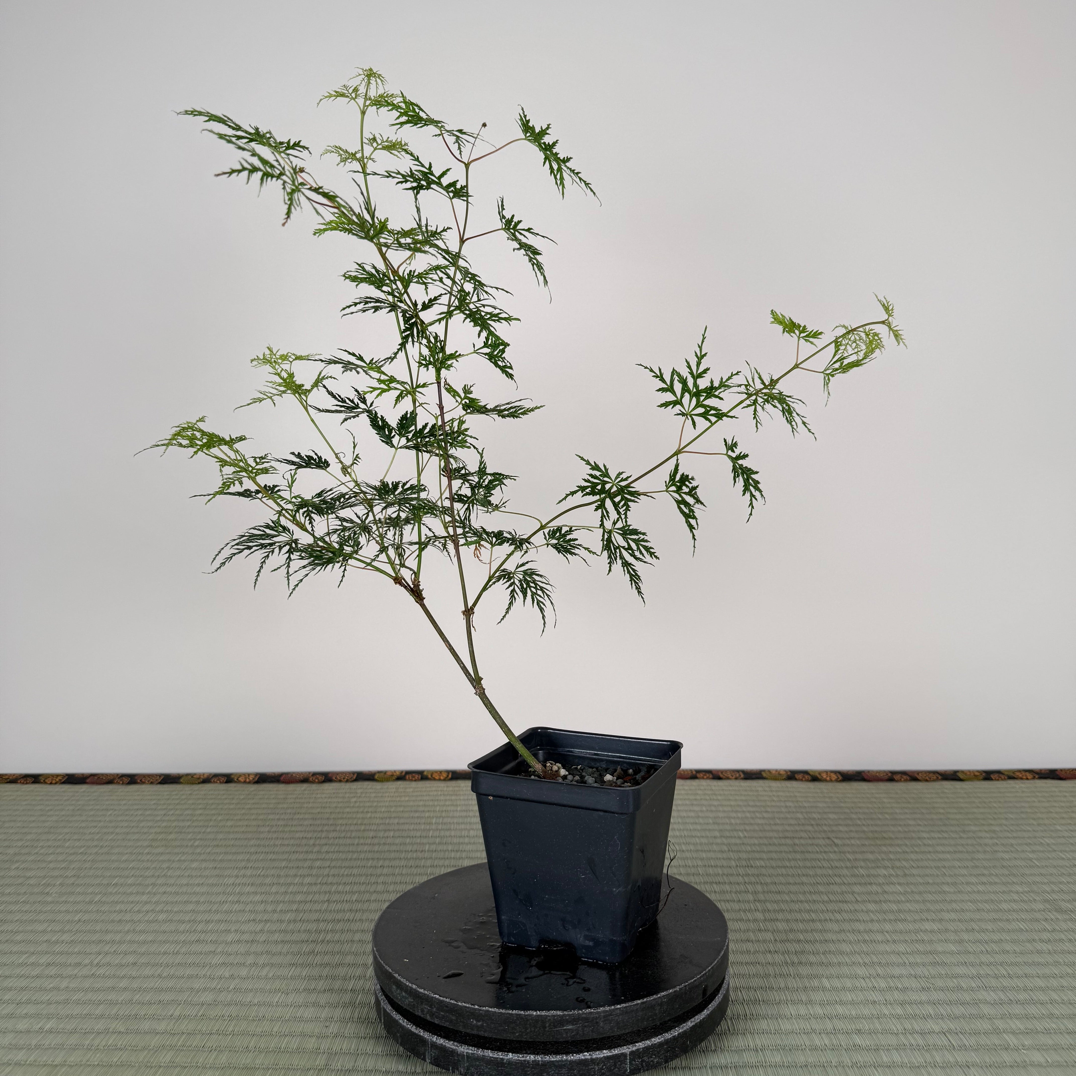 JAPANESE MAPLE (Laceleaf Variety)