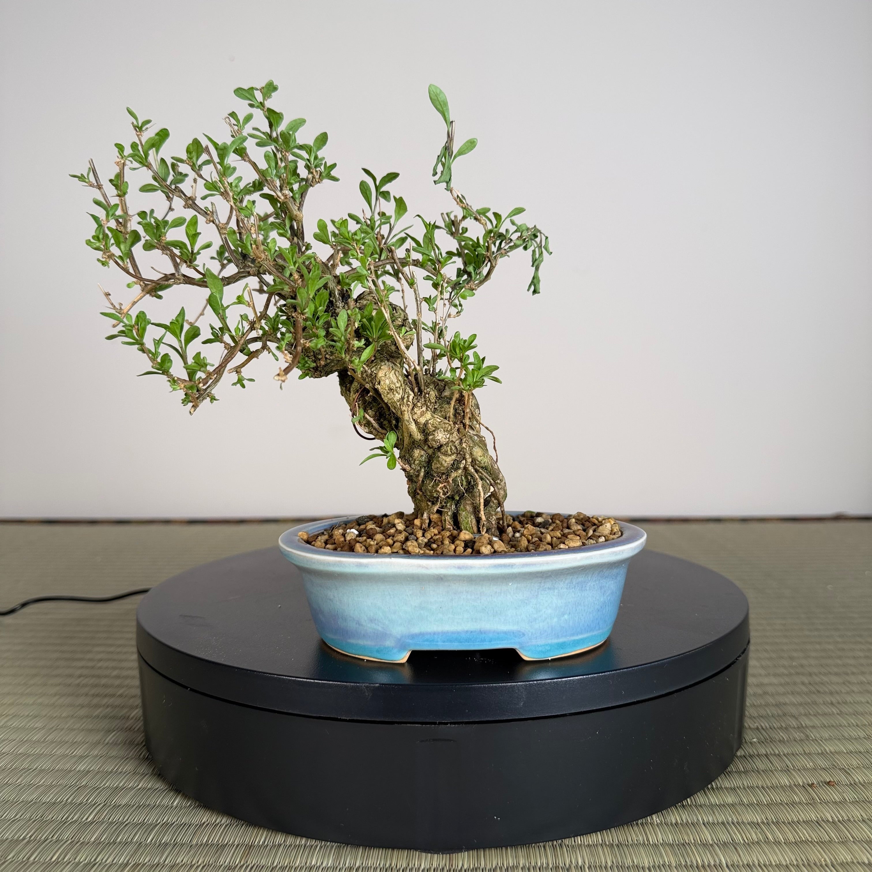 Goji Berry (Wolfberry)