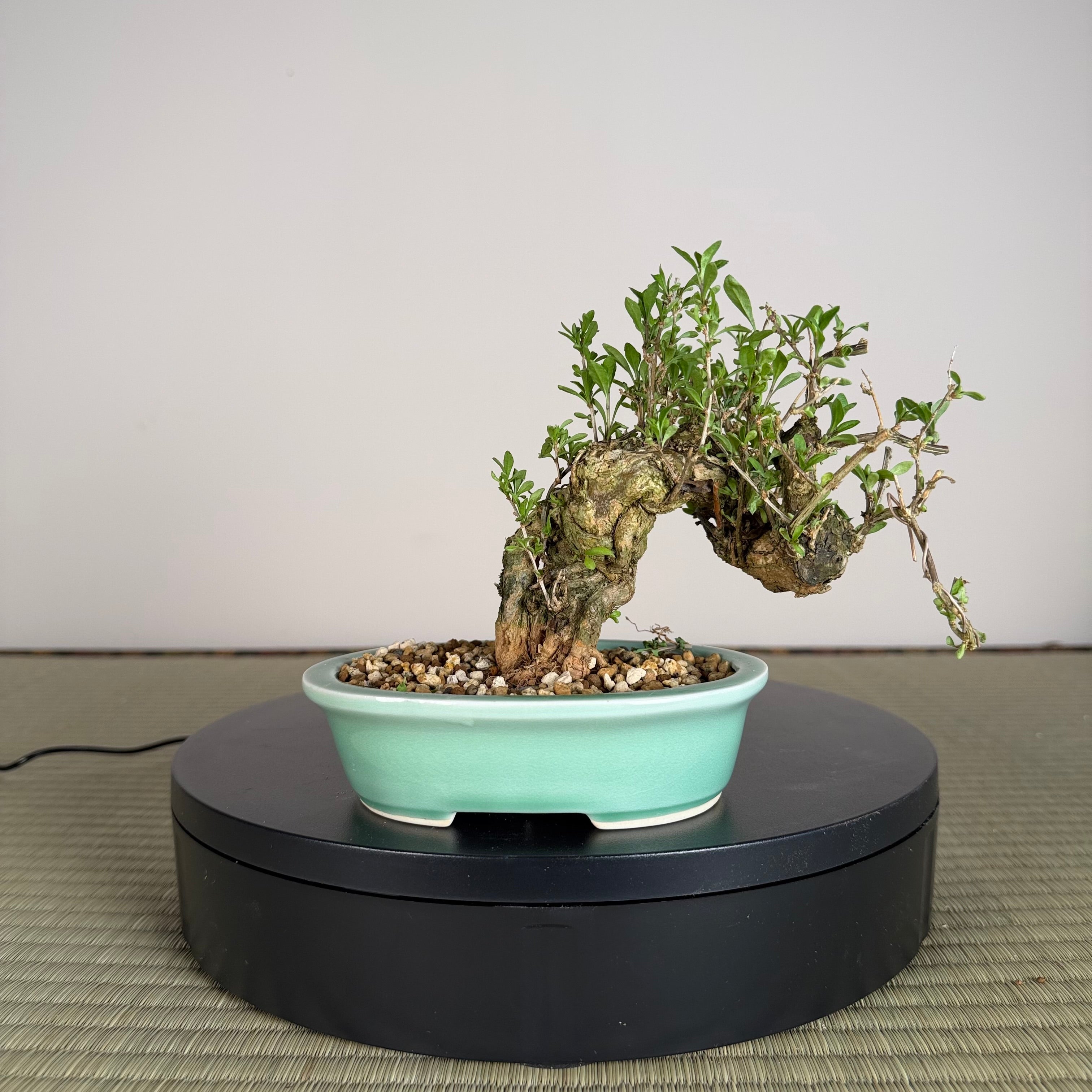 Goji Berry (Wolfberry)