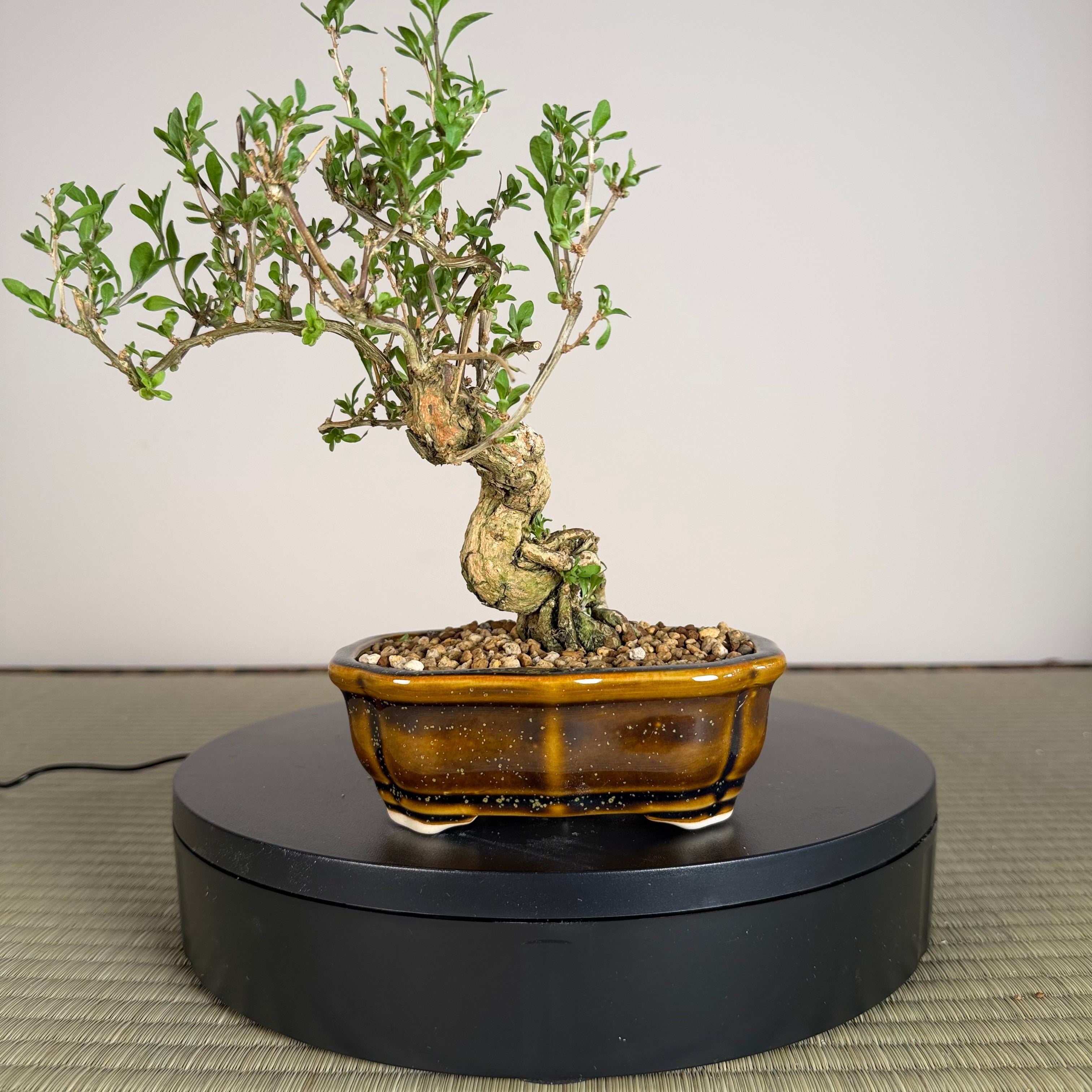 Goji Berry (Wolfberry)