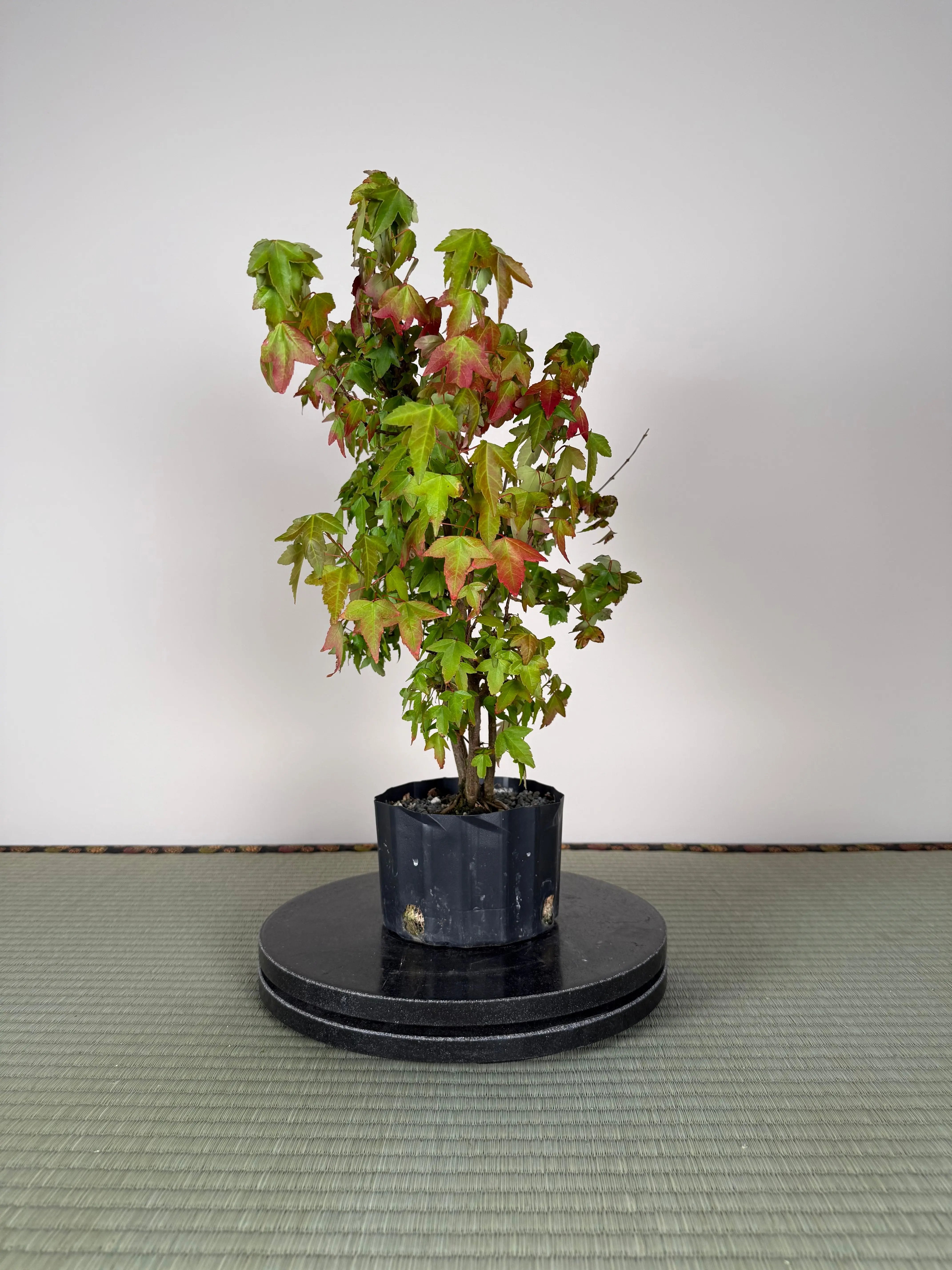 Acer buergerianum 'Fuyo-en' (Clump) Canada Bonsai