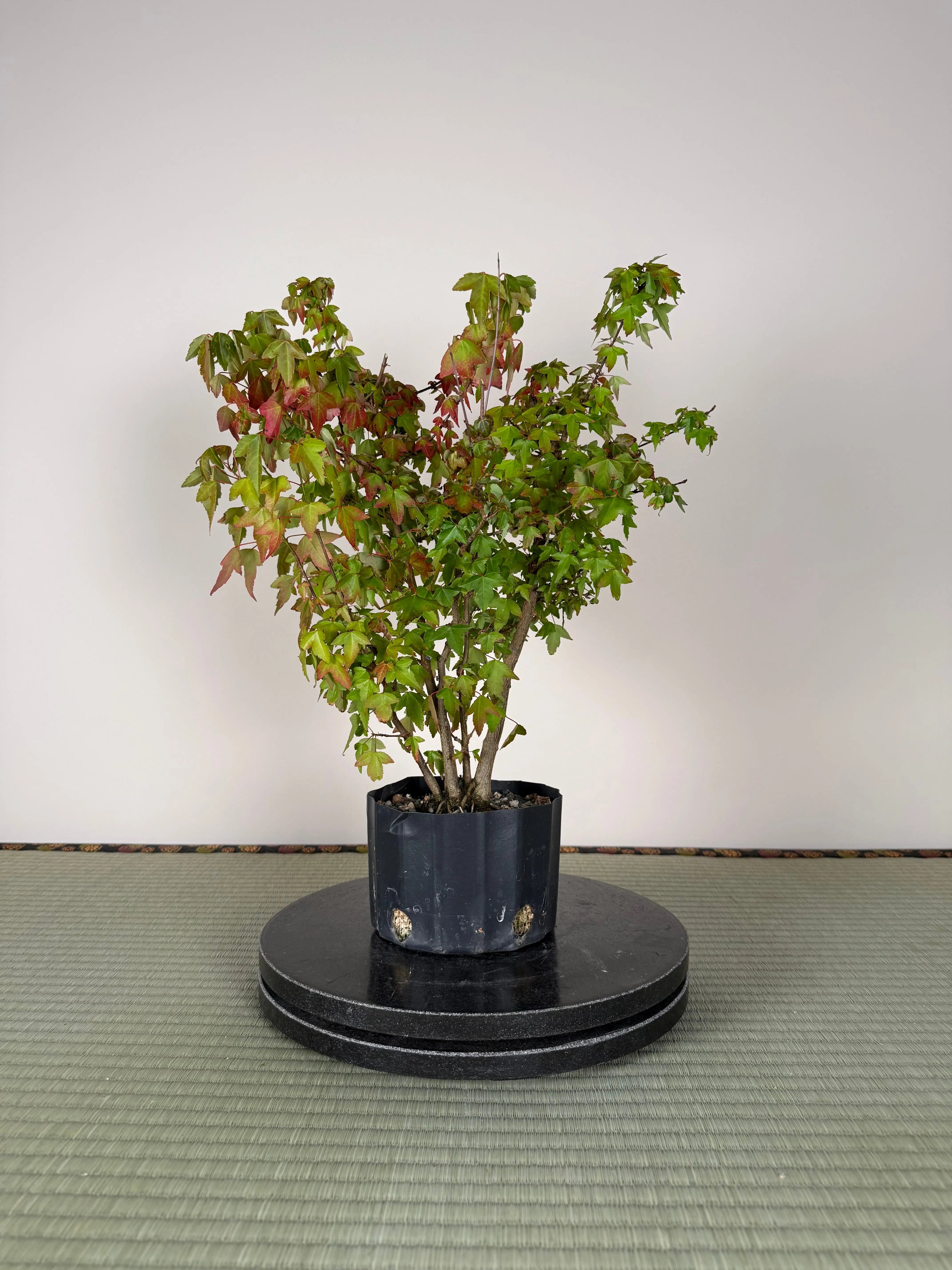 Acer buergerianum 'Fuyo-en' (Clump) Canada Bonsai