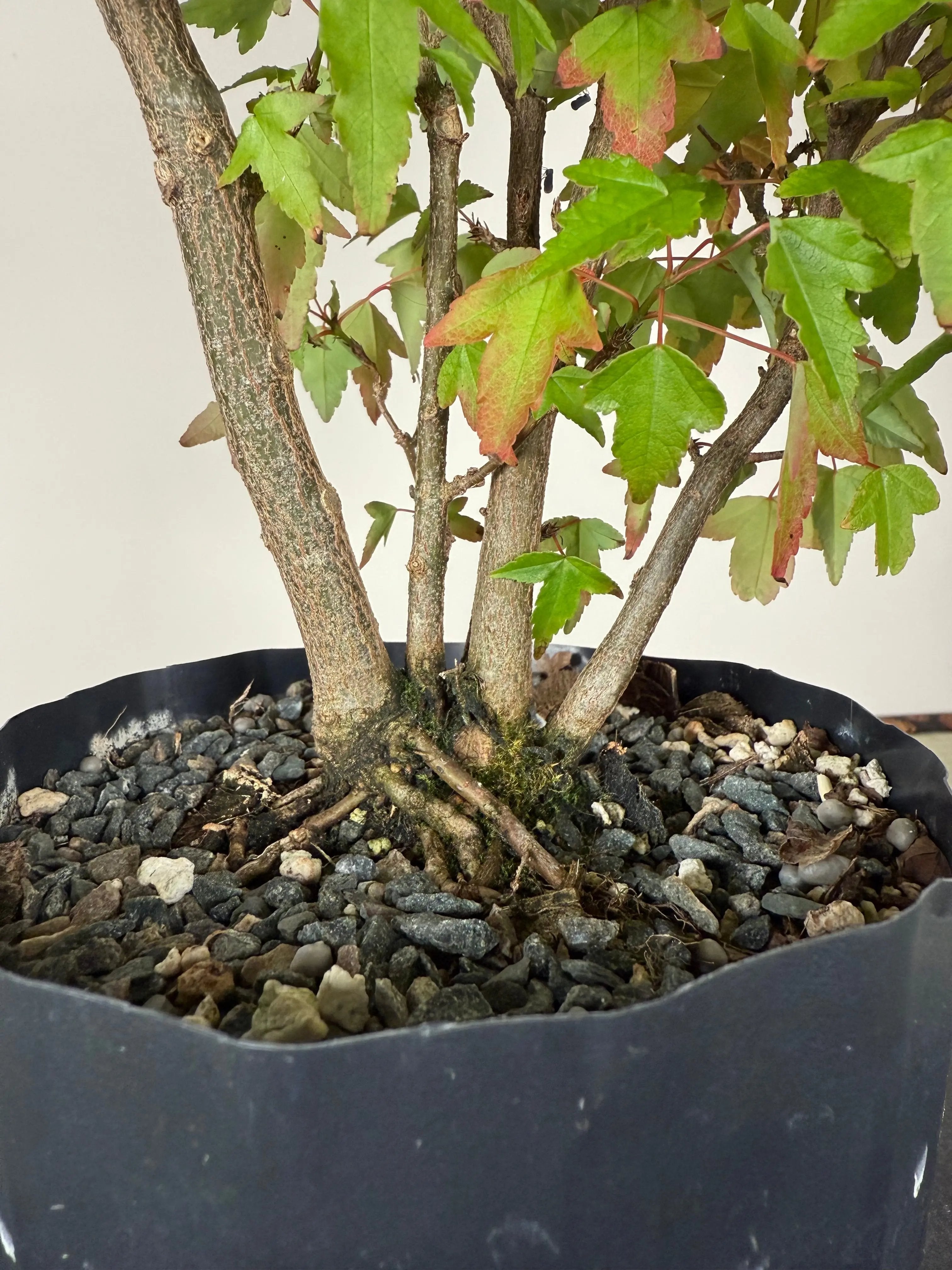Acer buergerianum 'Fuyo-en' (Clump) Canada Bonsai