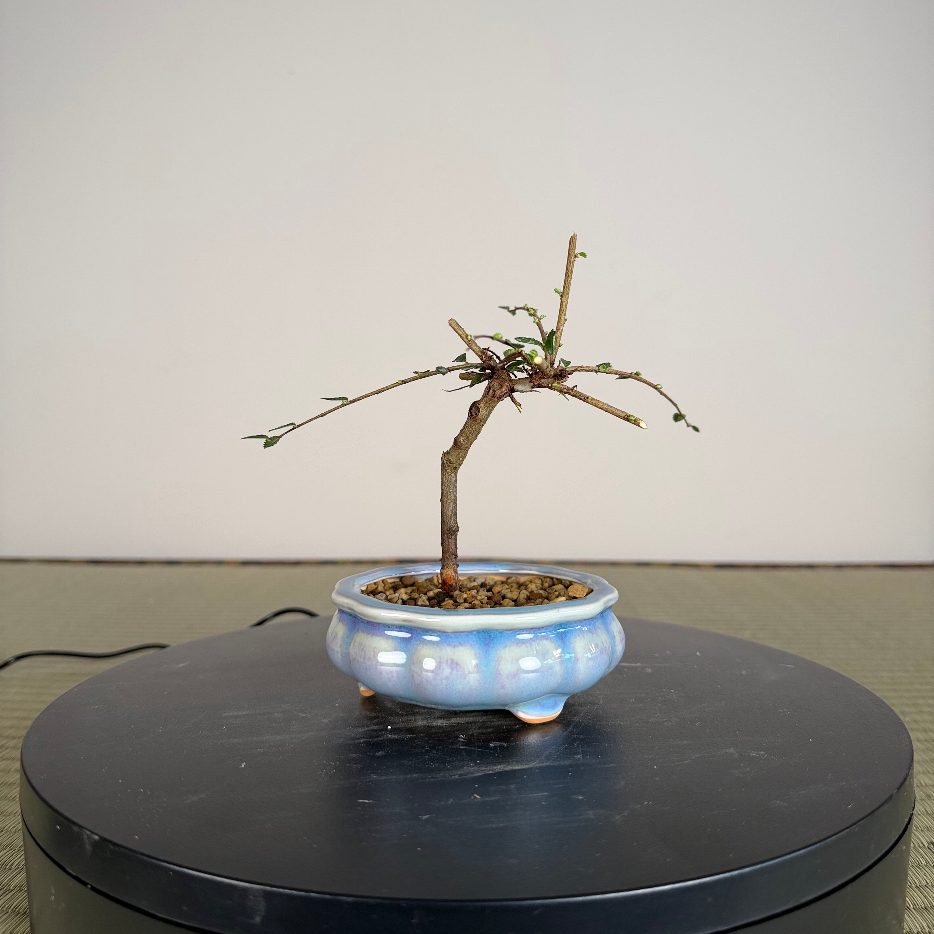 Chinese Elm