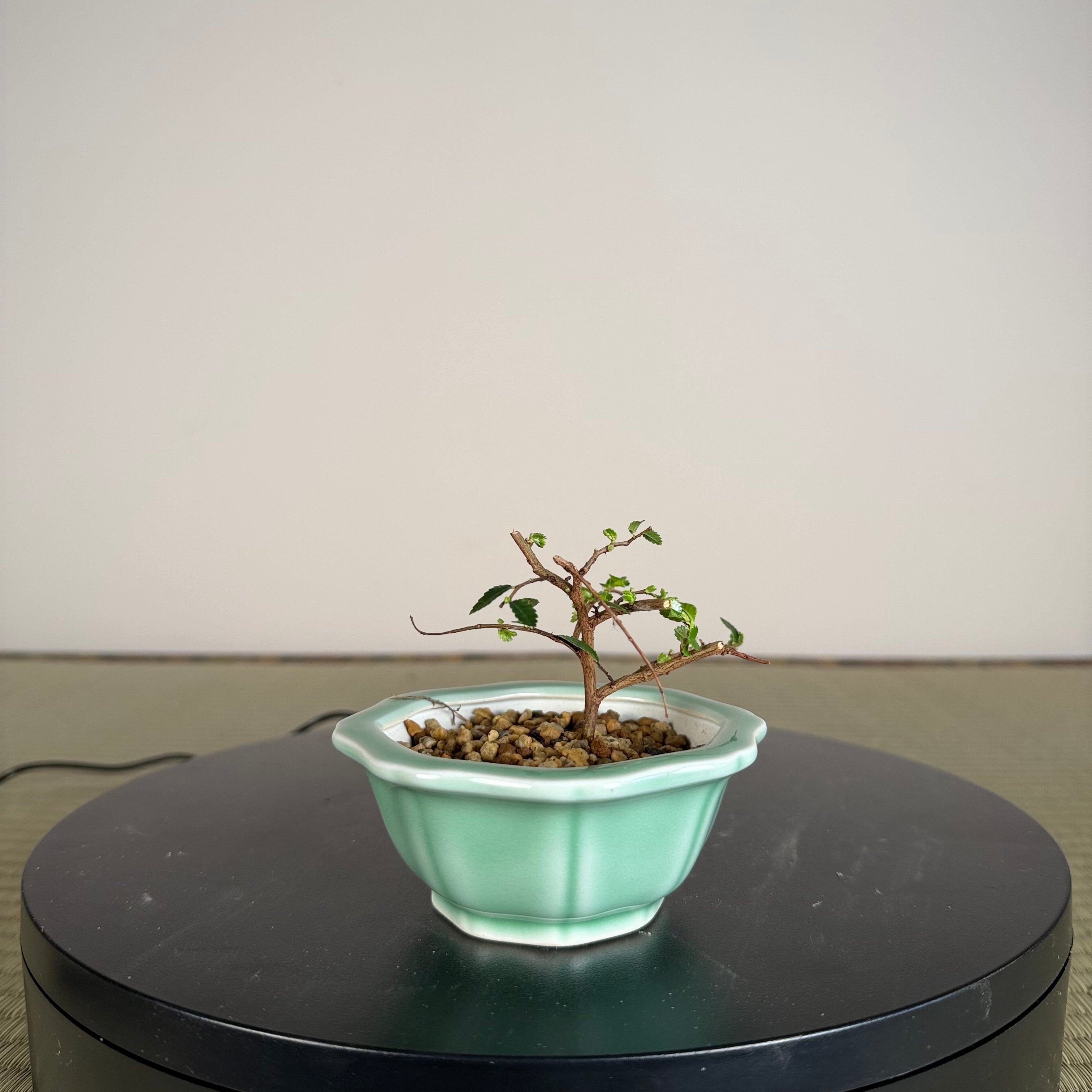 Chinese Elm