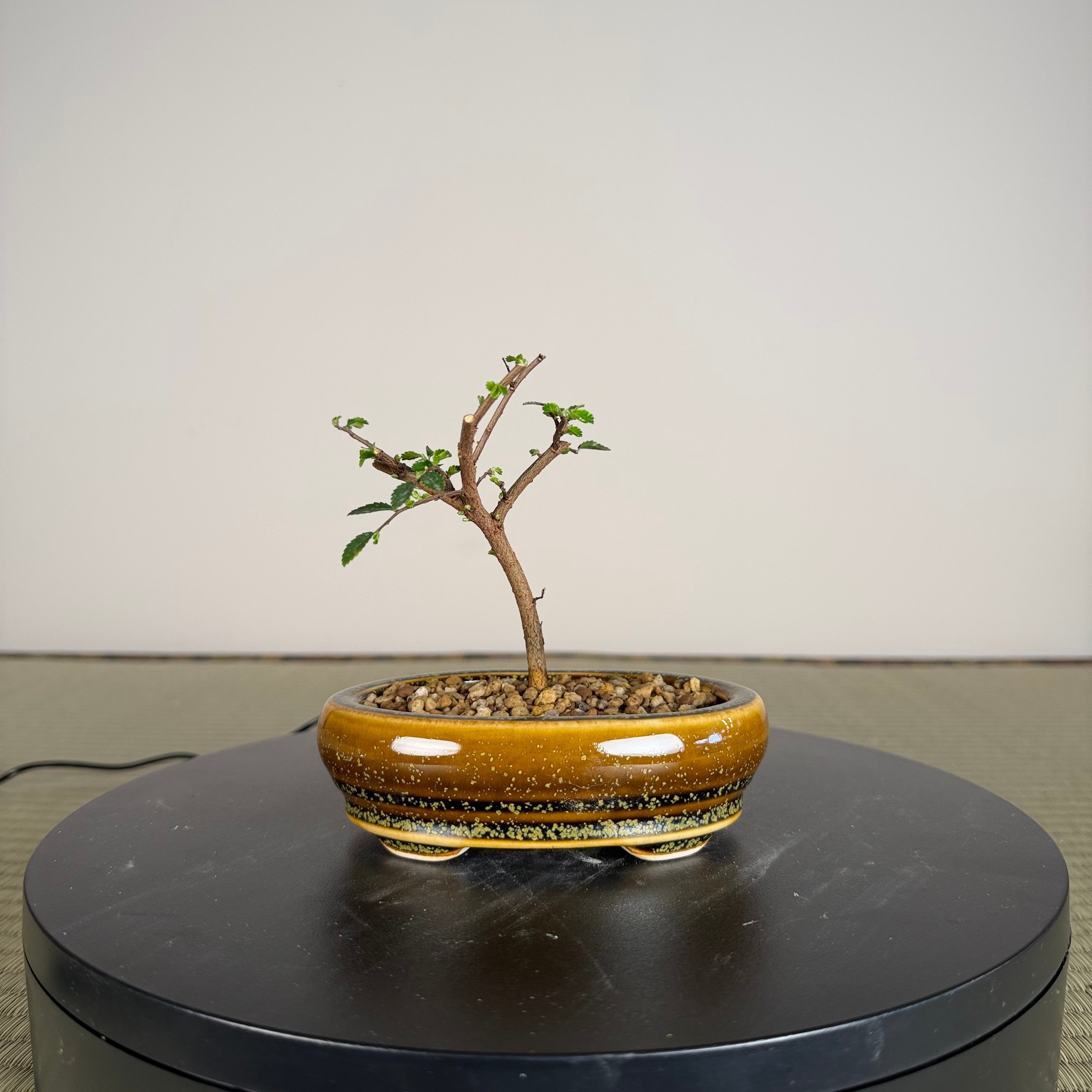 Chinese Elm