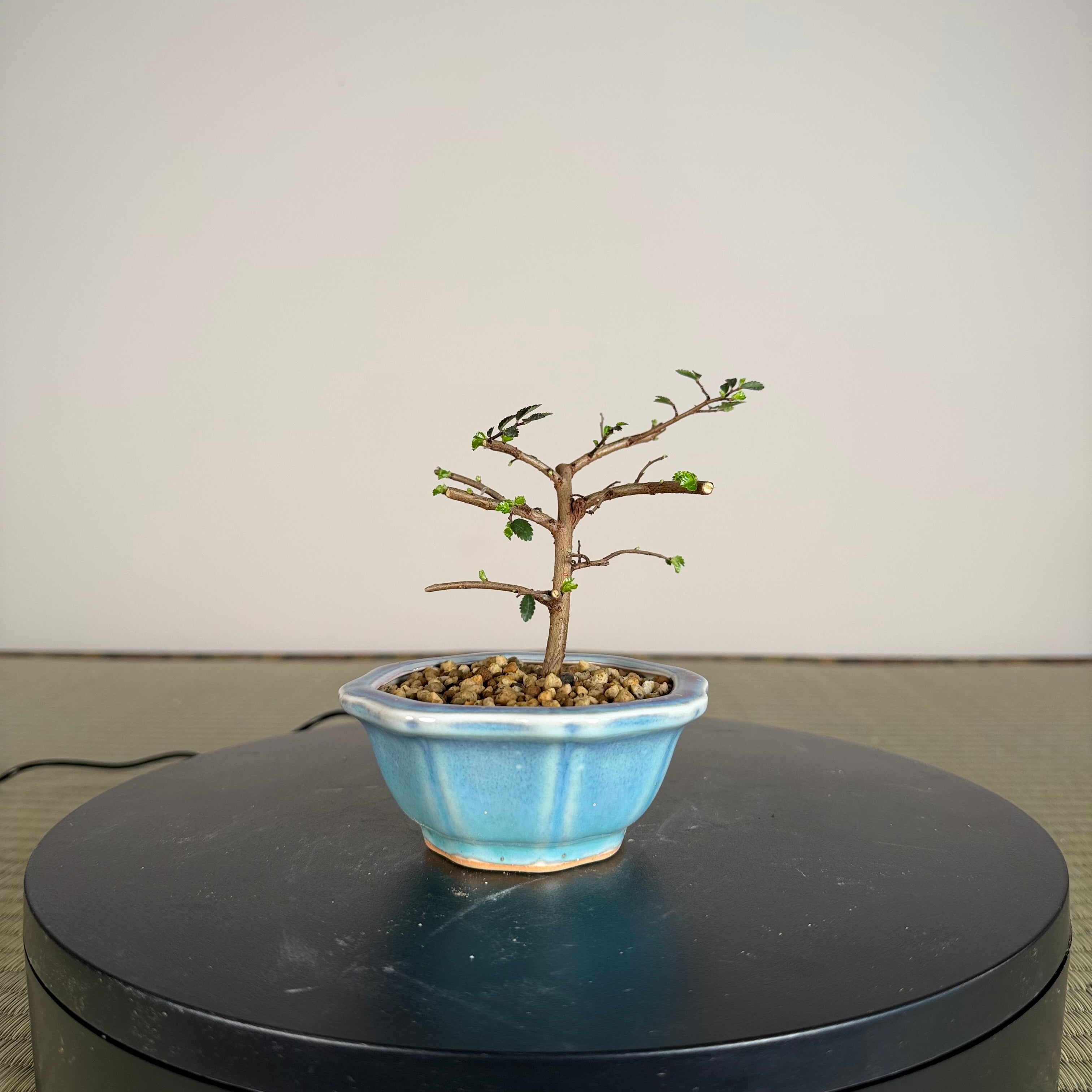 Chinese Elm