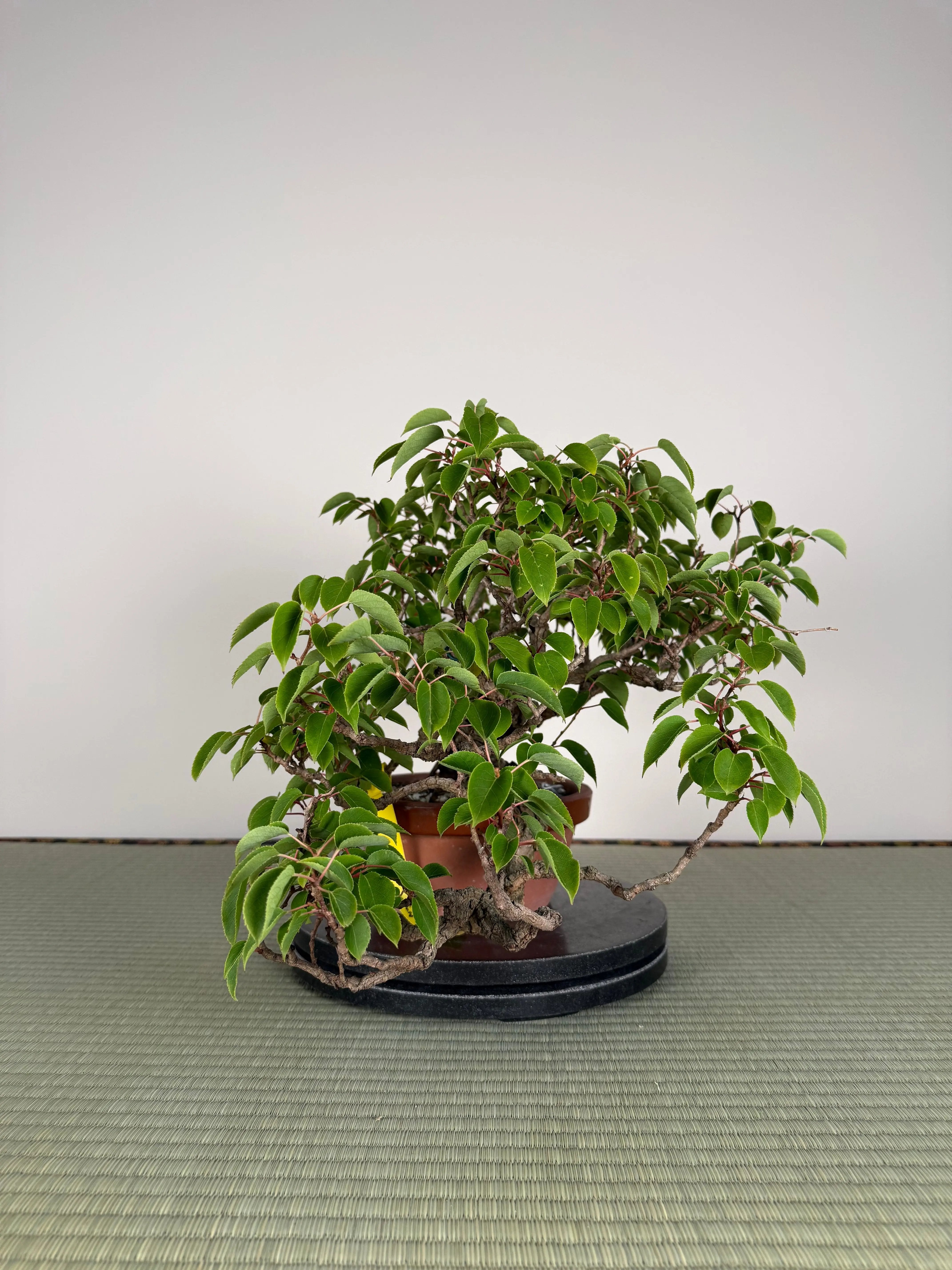 Actinidia arguta Canada Bonsai
