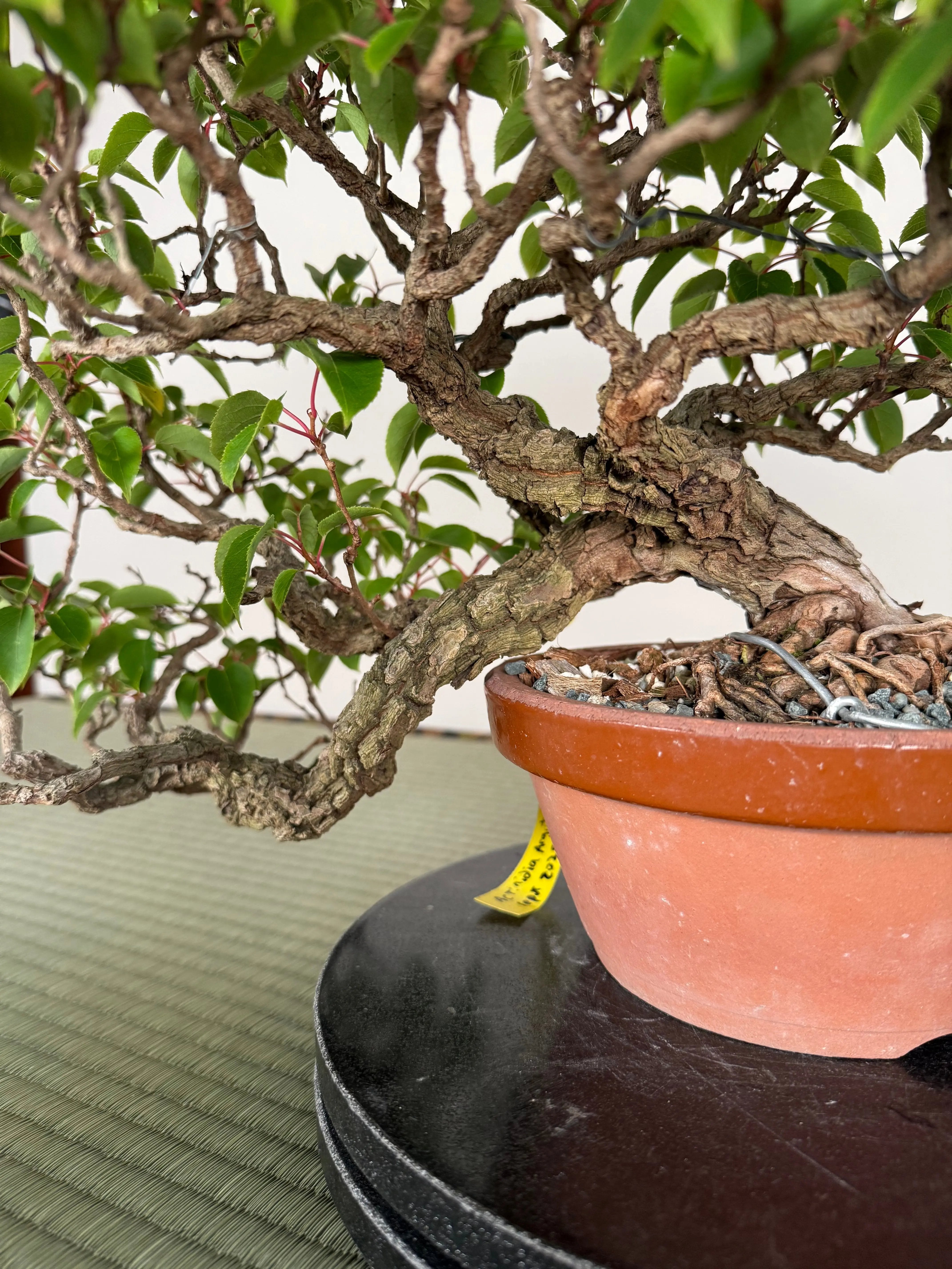 Actinidia arguta Canada Bonsai