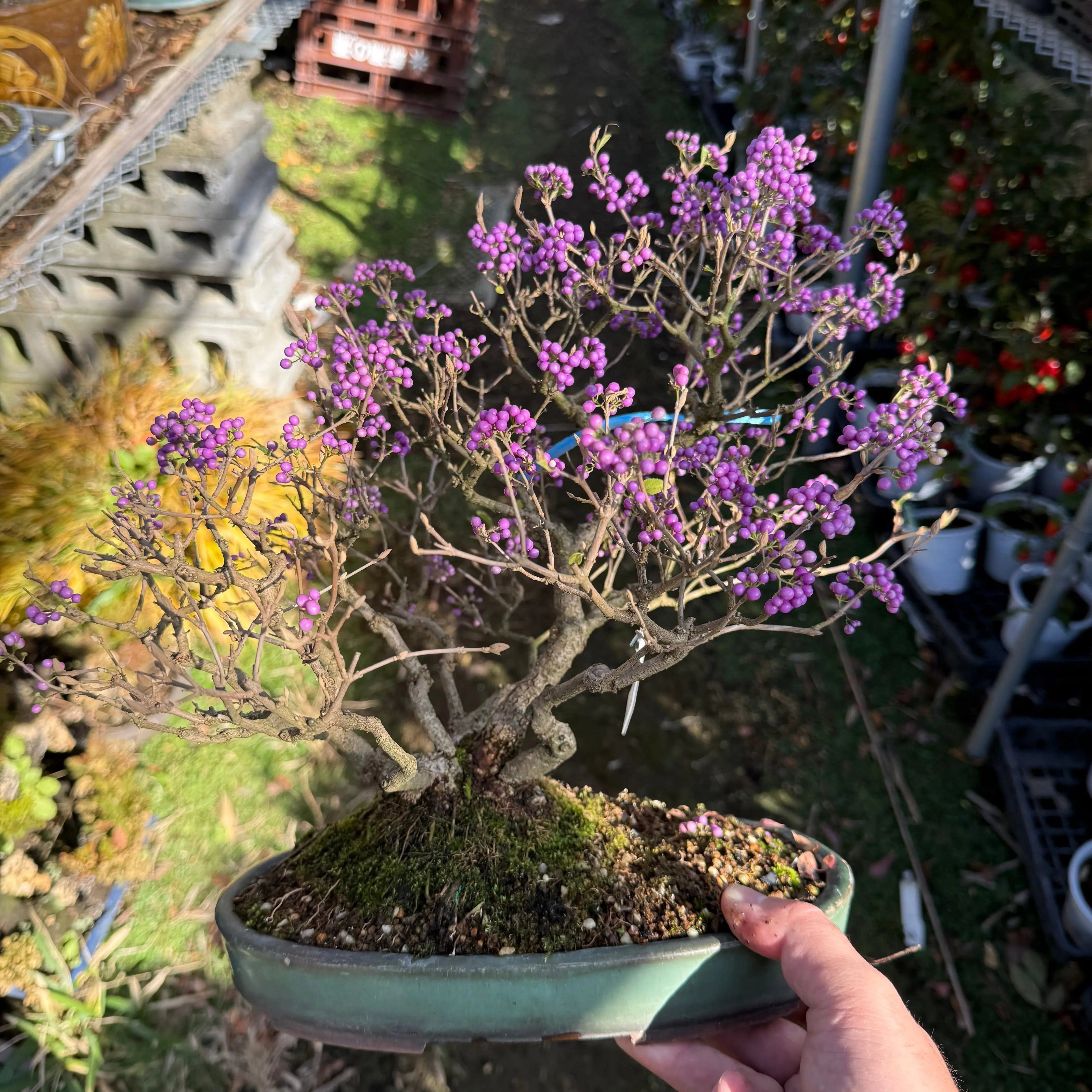 Callicarpa japonica Canada Bonsai