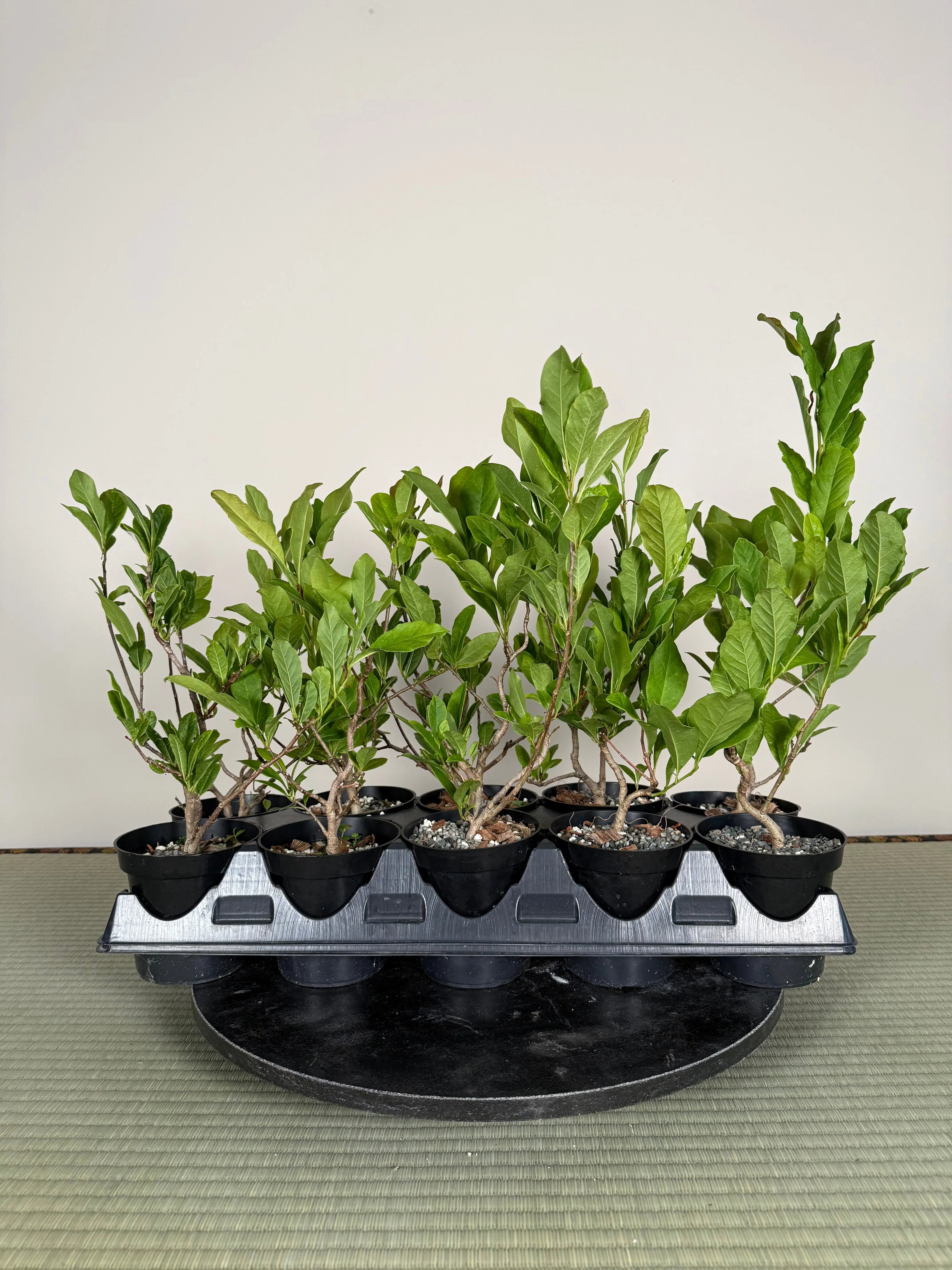 Magnolia Canada Bonsai