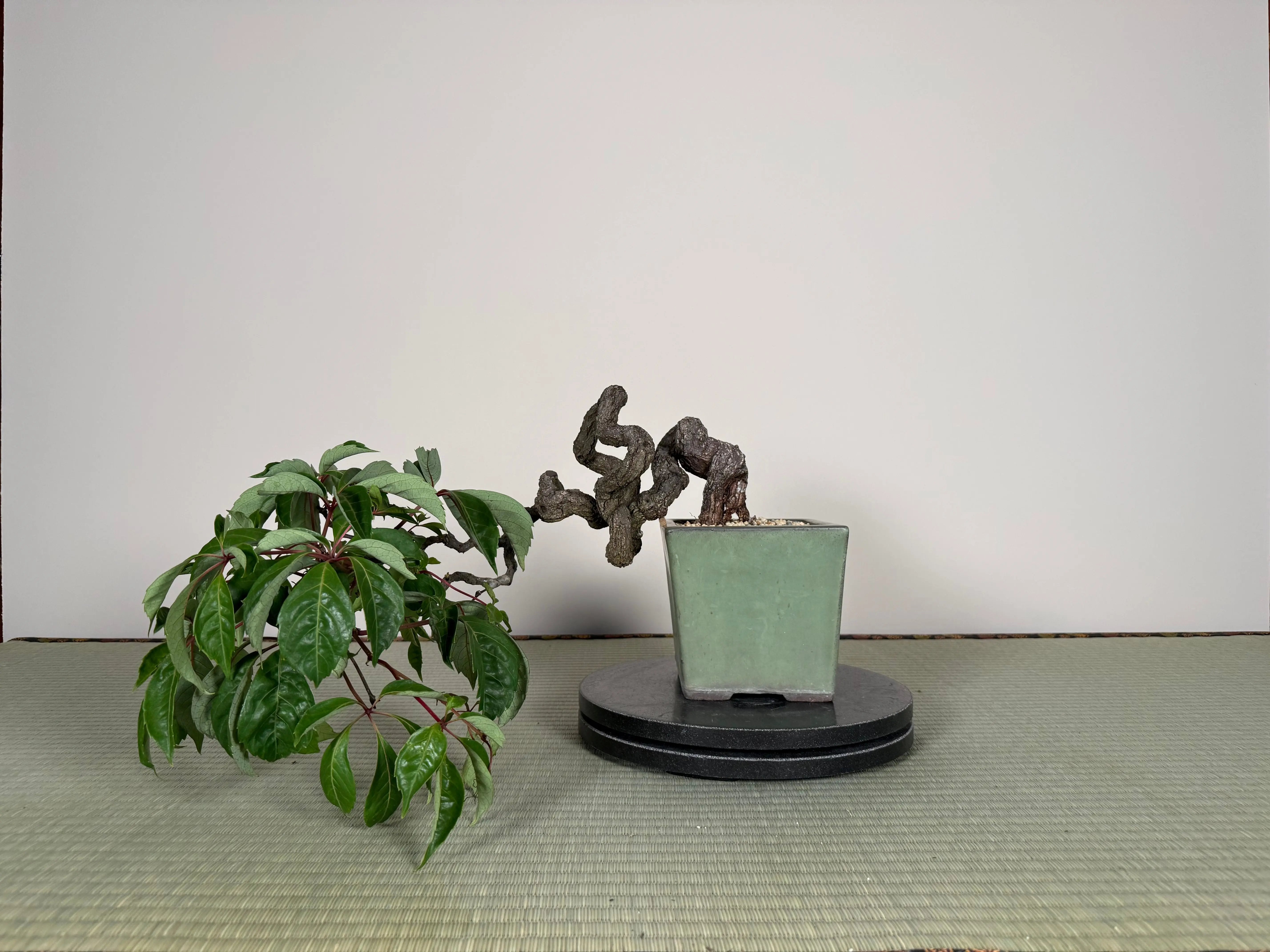 Parthenocissus quinquefolia (Antique pot) Canada Bonsai
