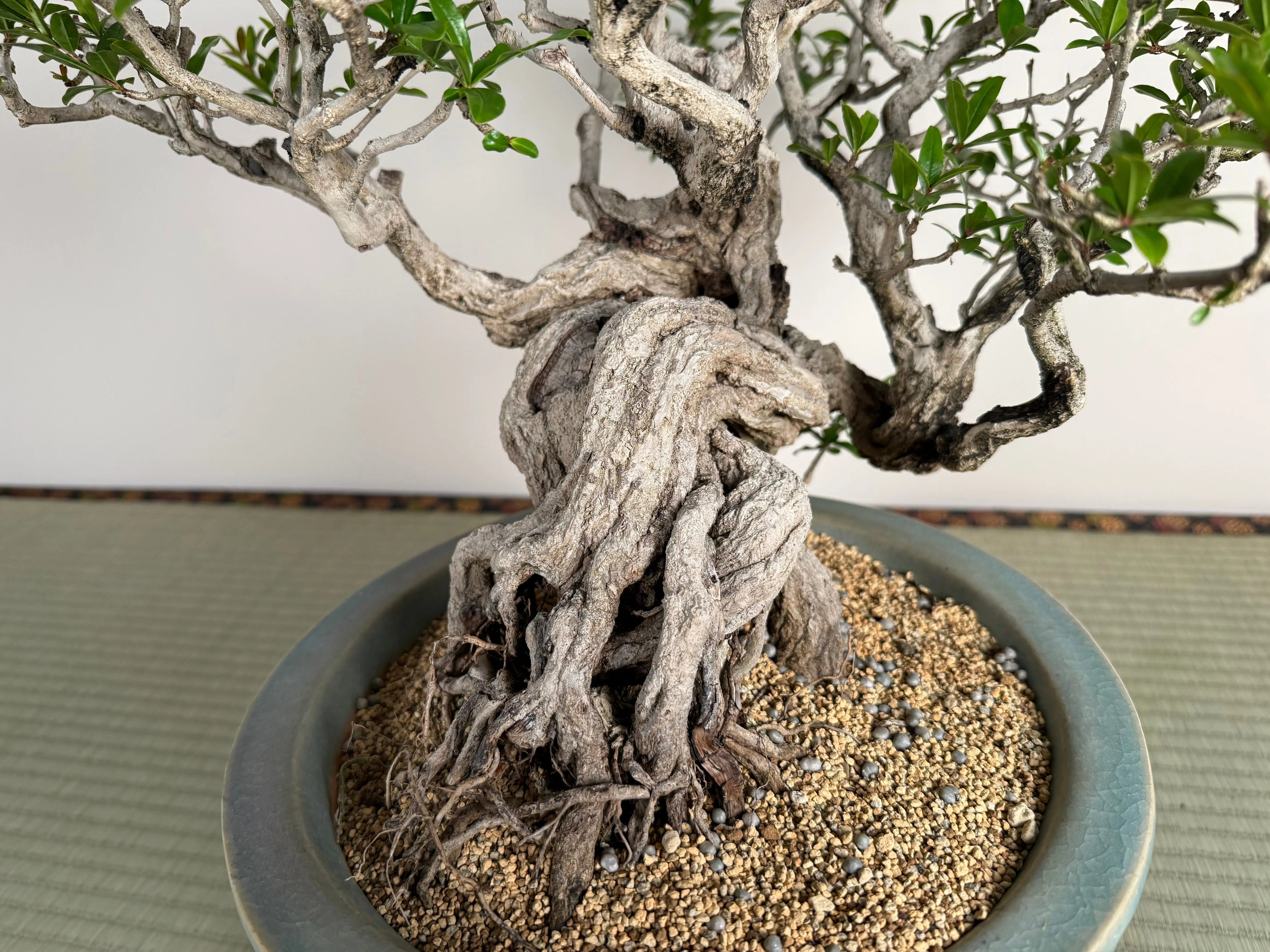 Punica granatum 25th Anniversary Gafu-ten Canada Bonsai