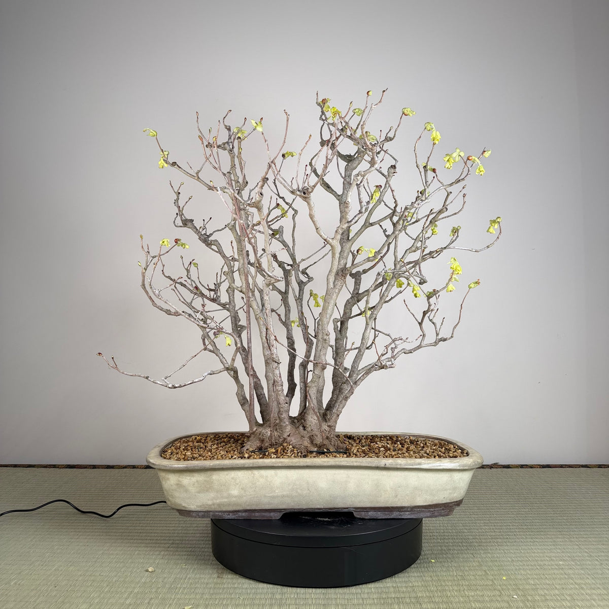 Corylopsis spicata