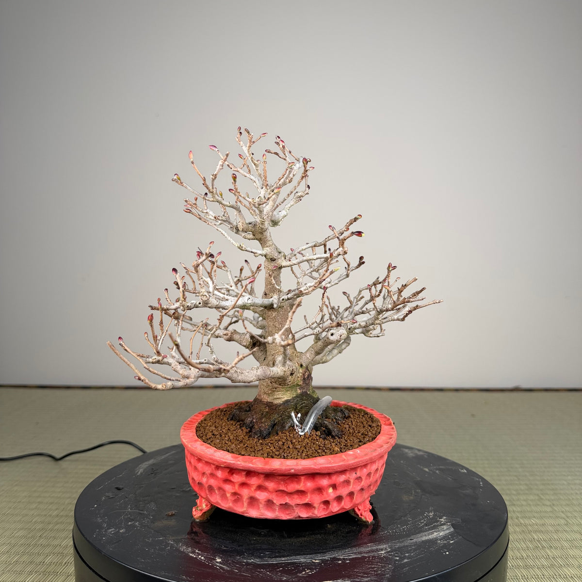 Corylopsis spicata