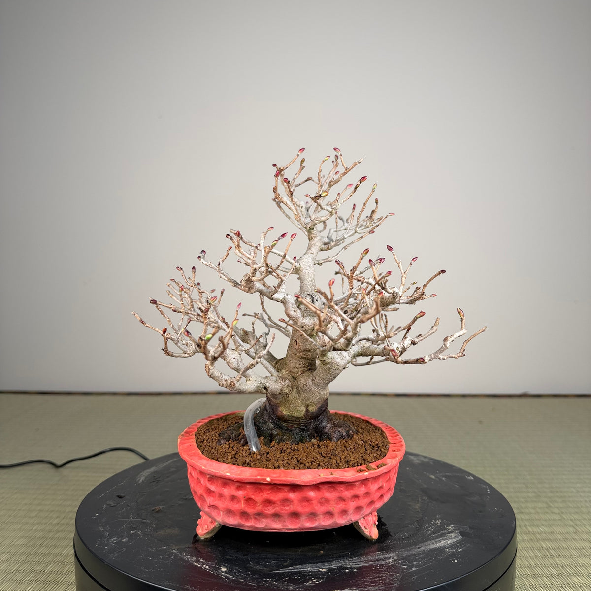 Corylopsis spicata