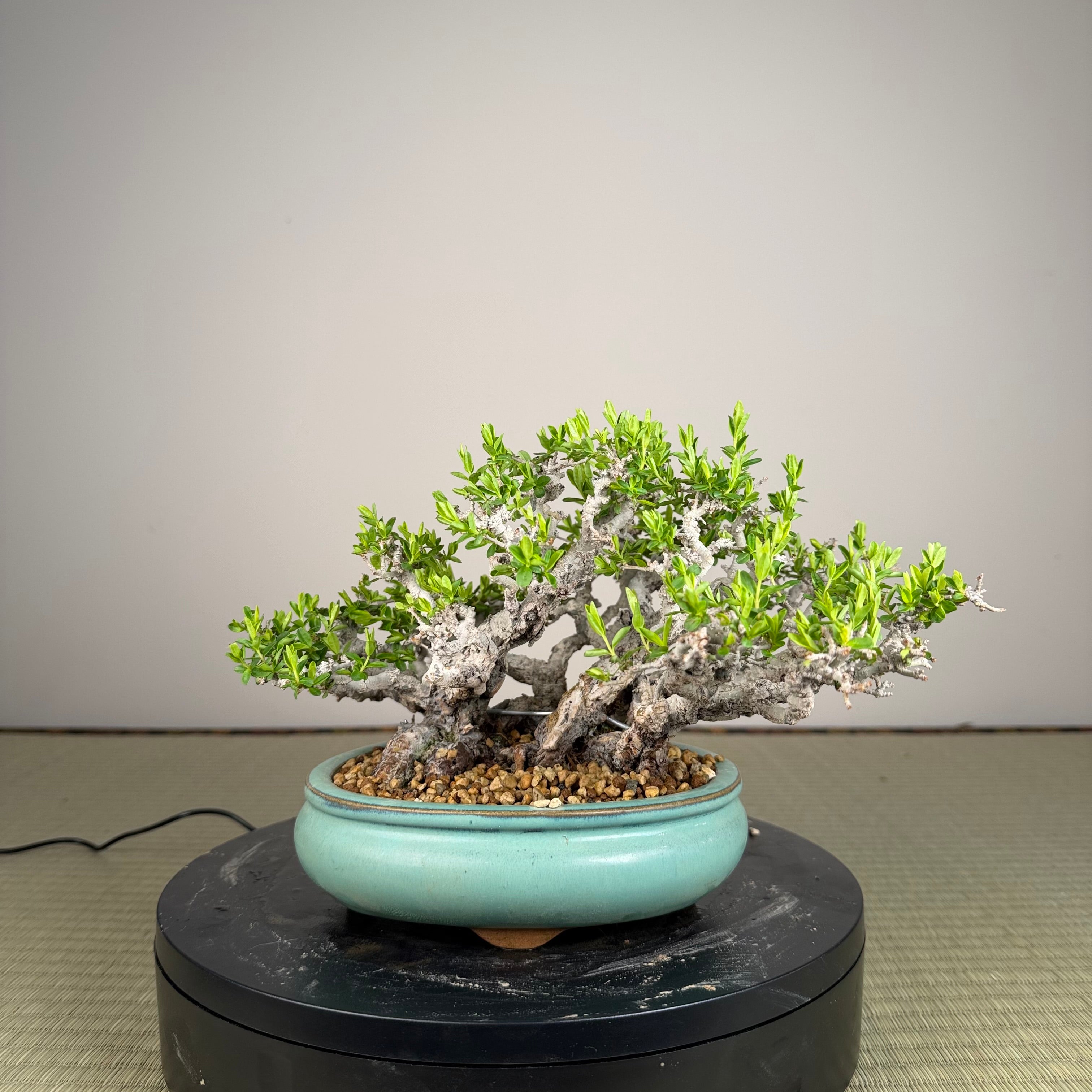 Ligustrum Arakawa *Voir note*