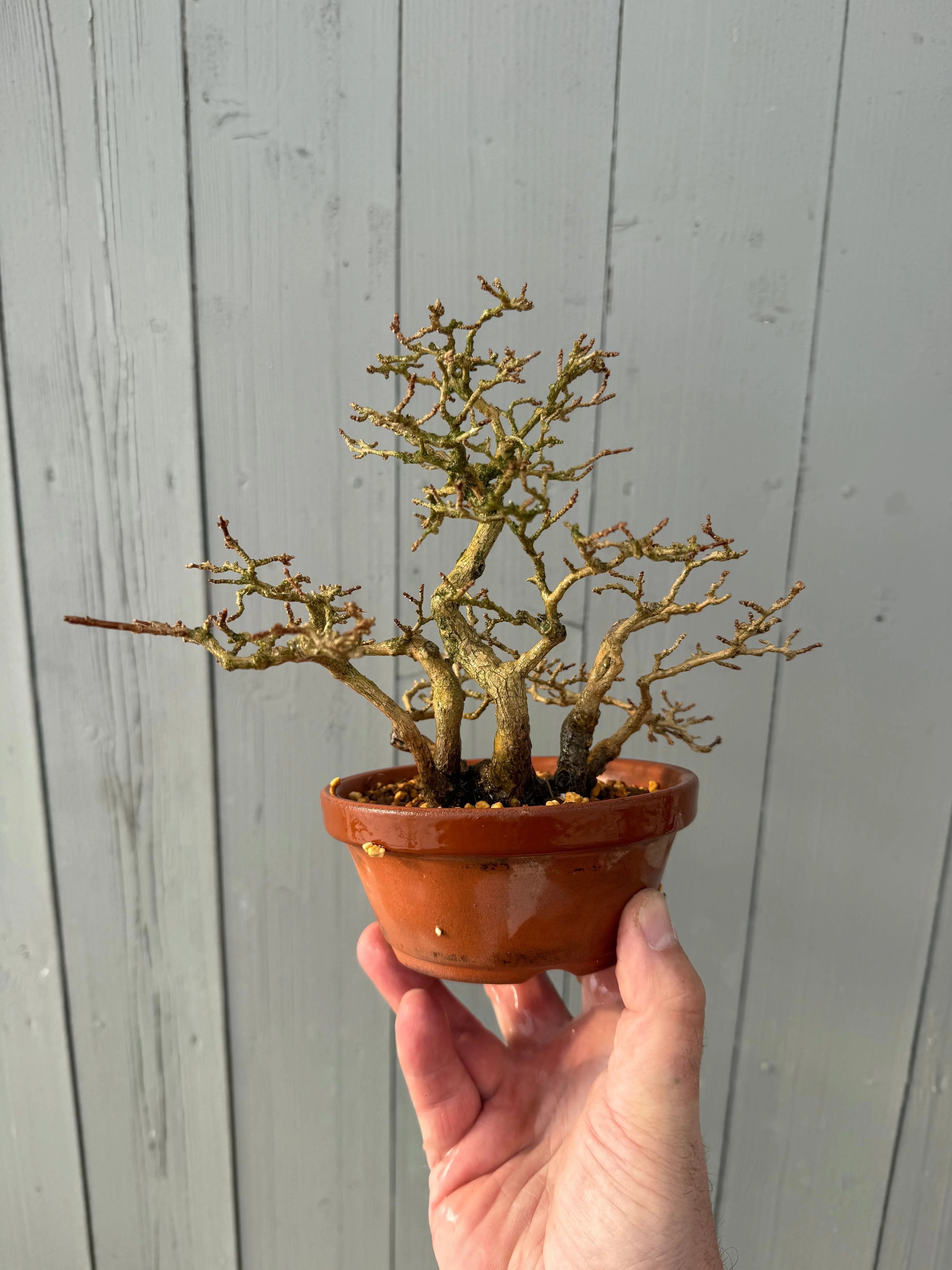 Premna japonica Canada Bonsai