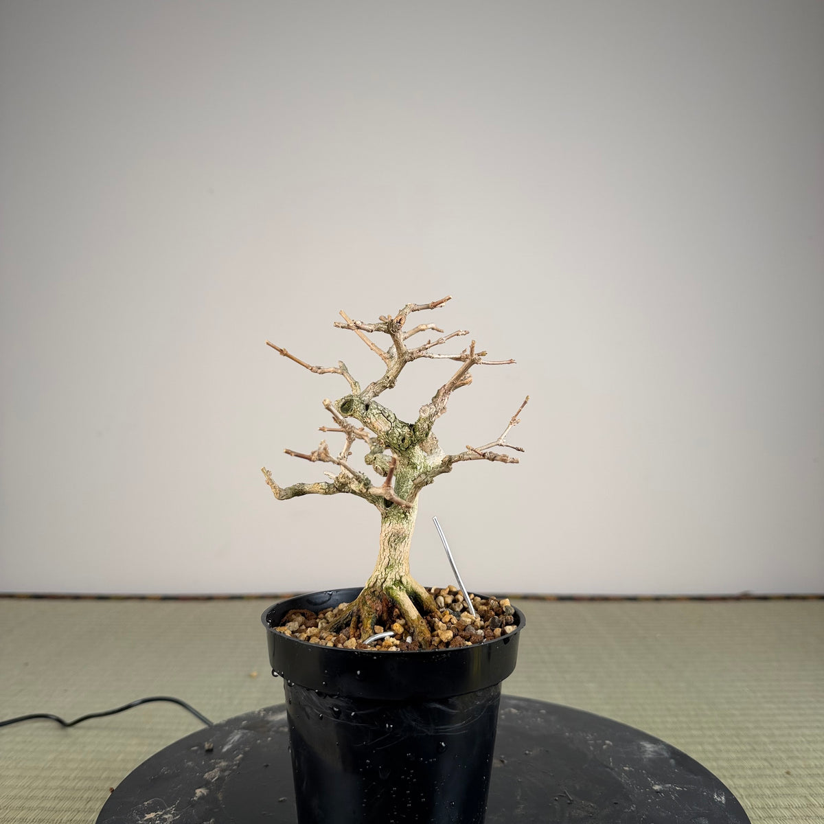 Premna japonica