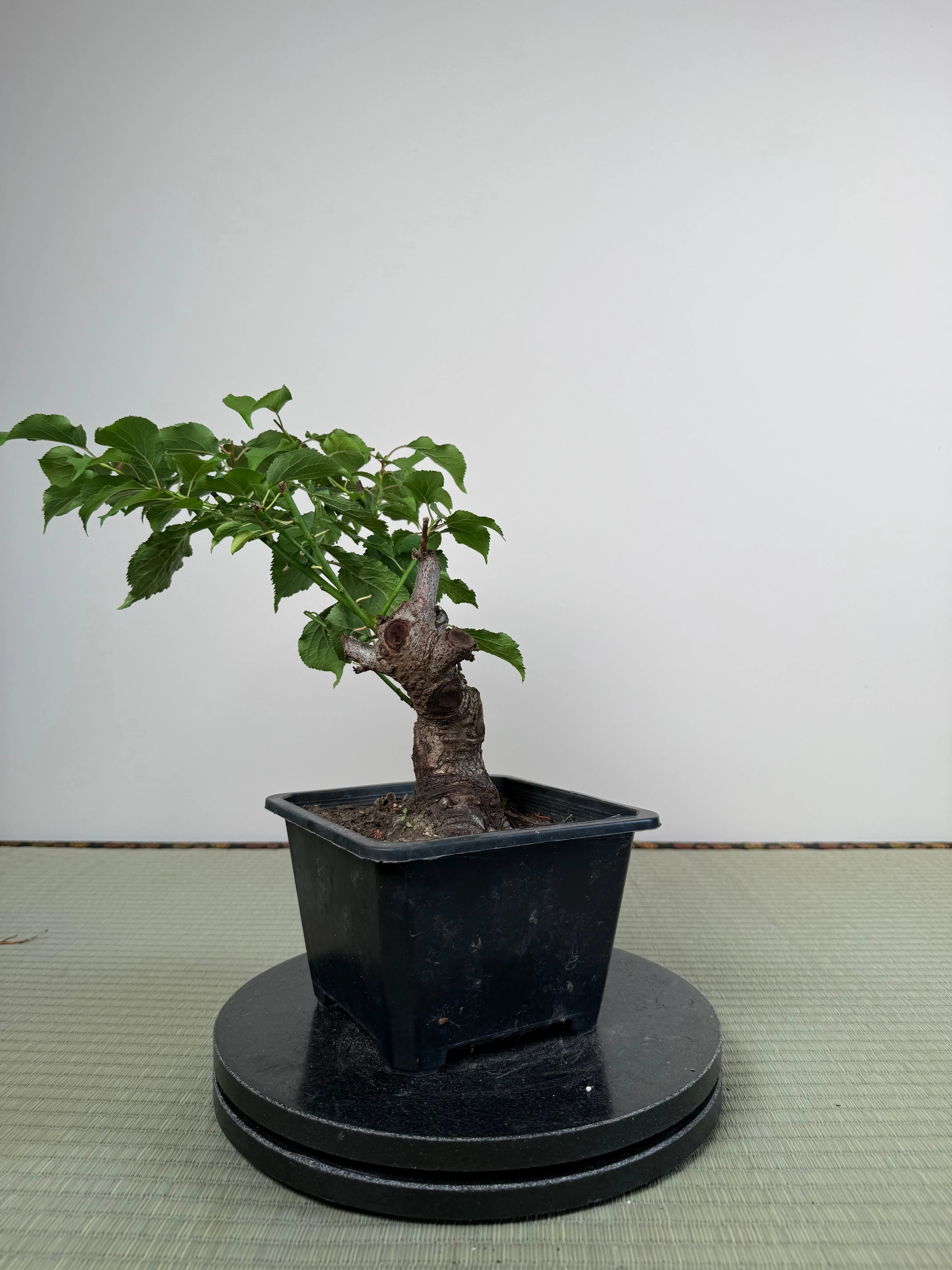 Prunus mume Canada Bonsai