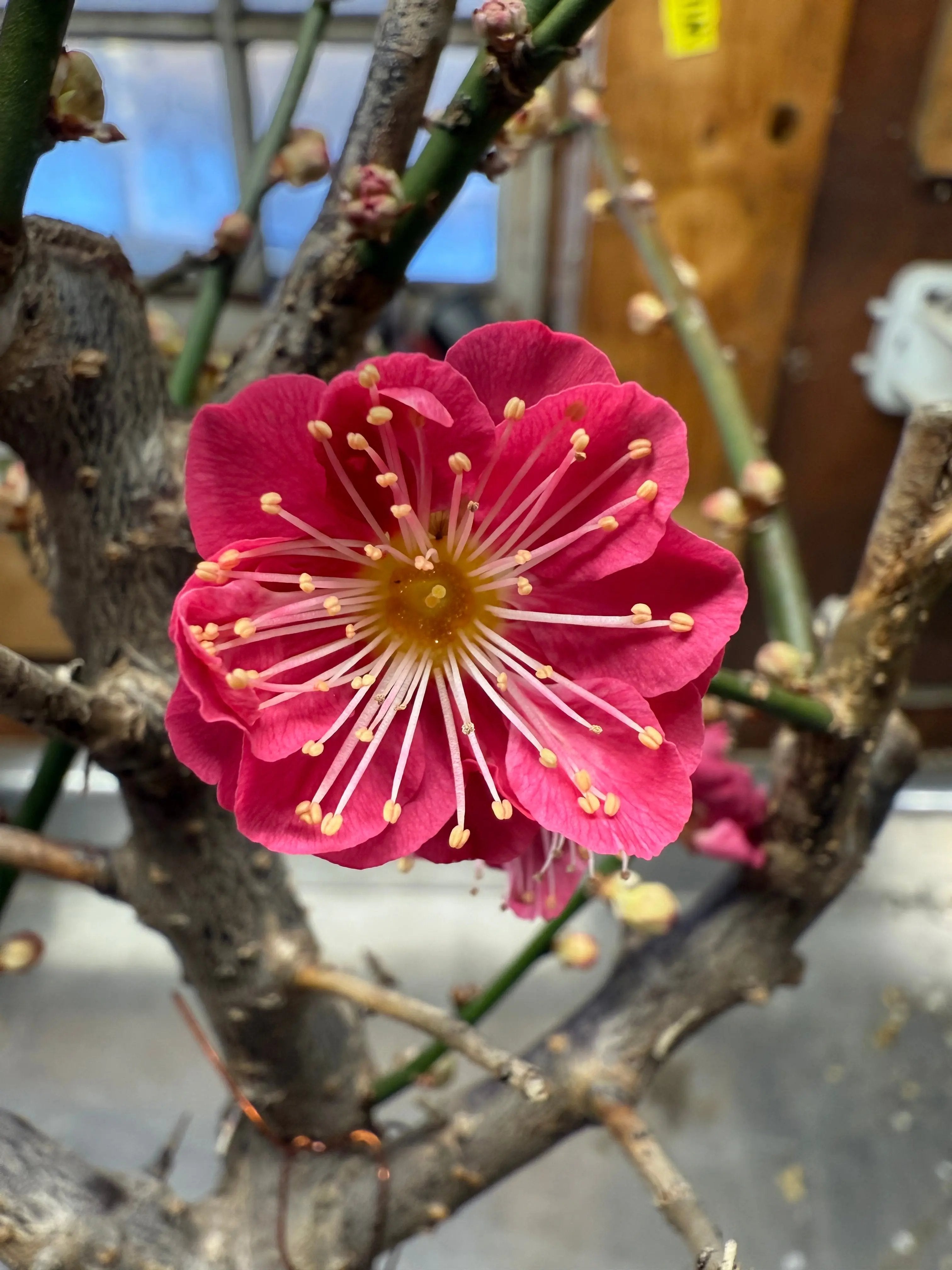 Prunus mume 'QIĀNBÀN ZHŪSHĀ' Canada Bonsai
