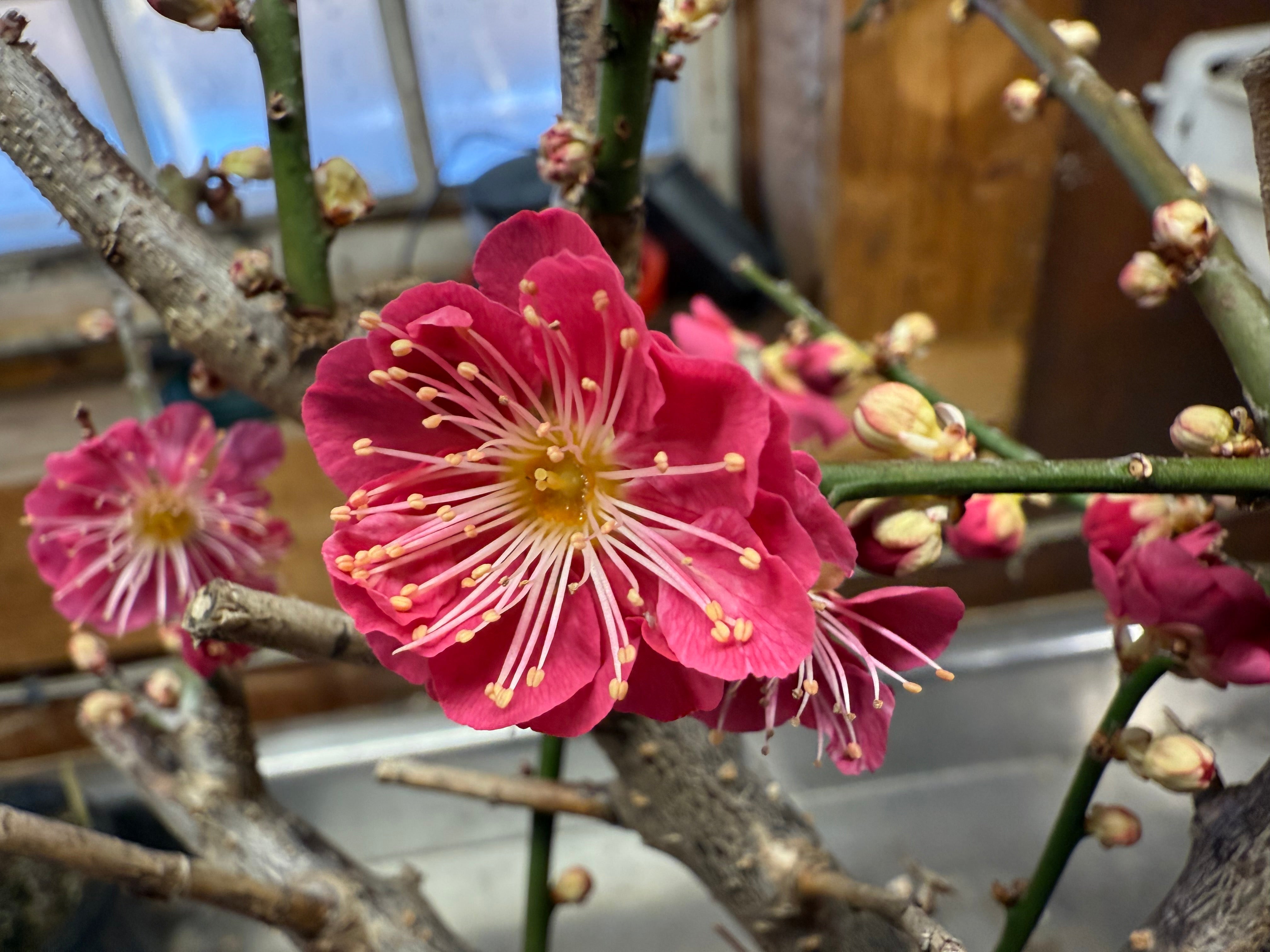 Prunus mume 'QIĀNBÀN ZHŪSHĀ'