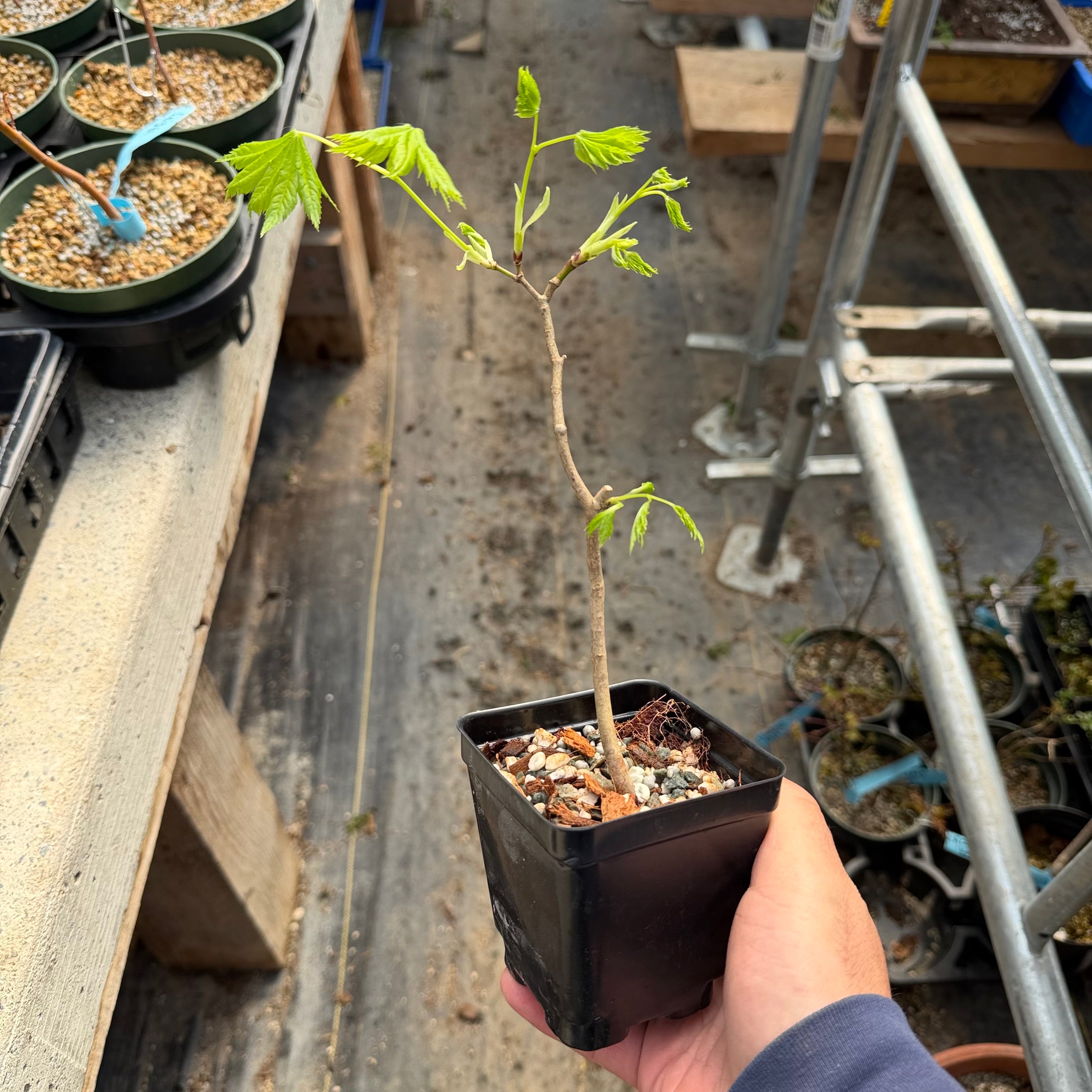 Acer tenuifolium 'Kohauchiwa' (3 unités)
