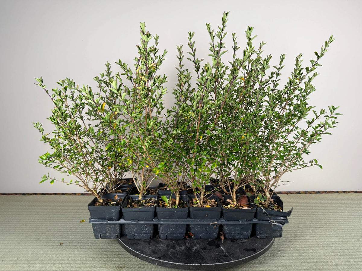 SNOW ROSE Canada Bonsai