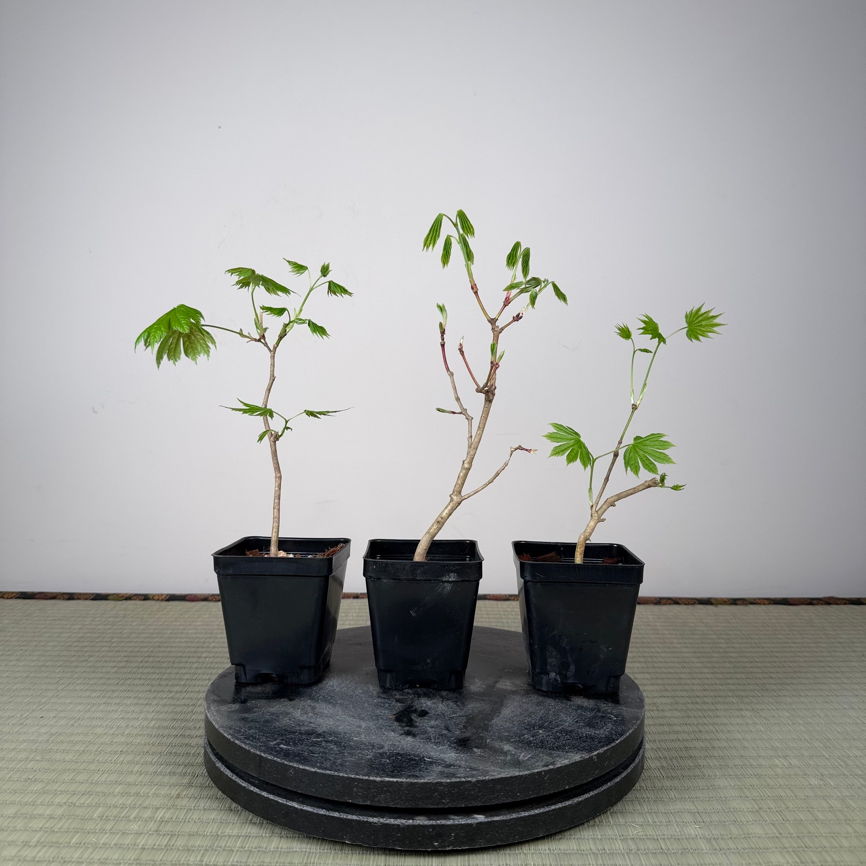 Acer tenuifolium 'Kohauchiwa' (3 unités)