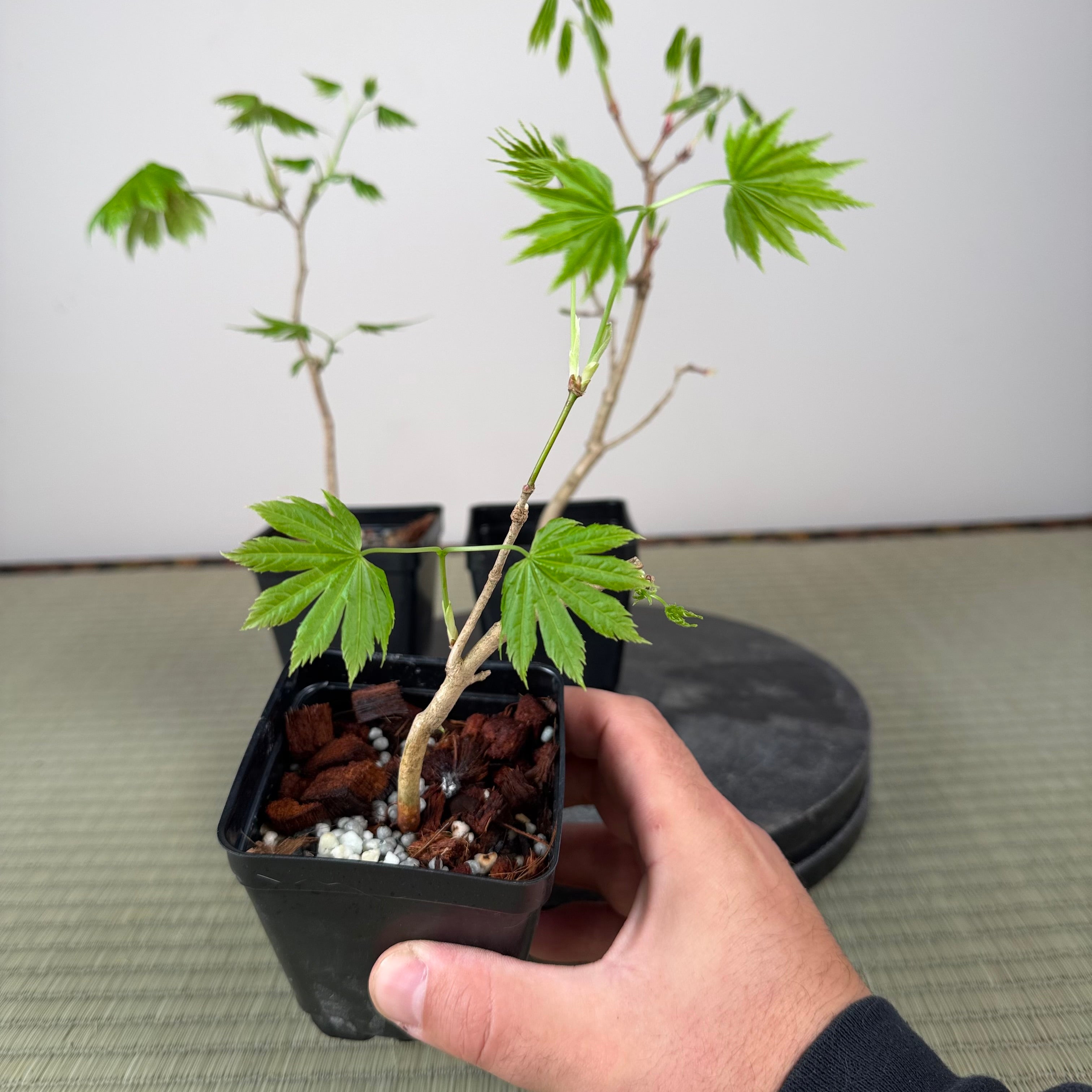 Acer tenuifolium 'Kohauchiwa' (3 unités)